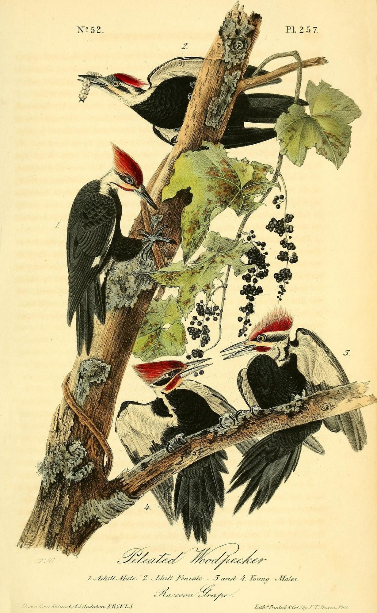 Birds of America 1844 Pileated Woodpecker Canvas Art - JJ Audubon (18 x 24)