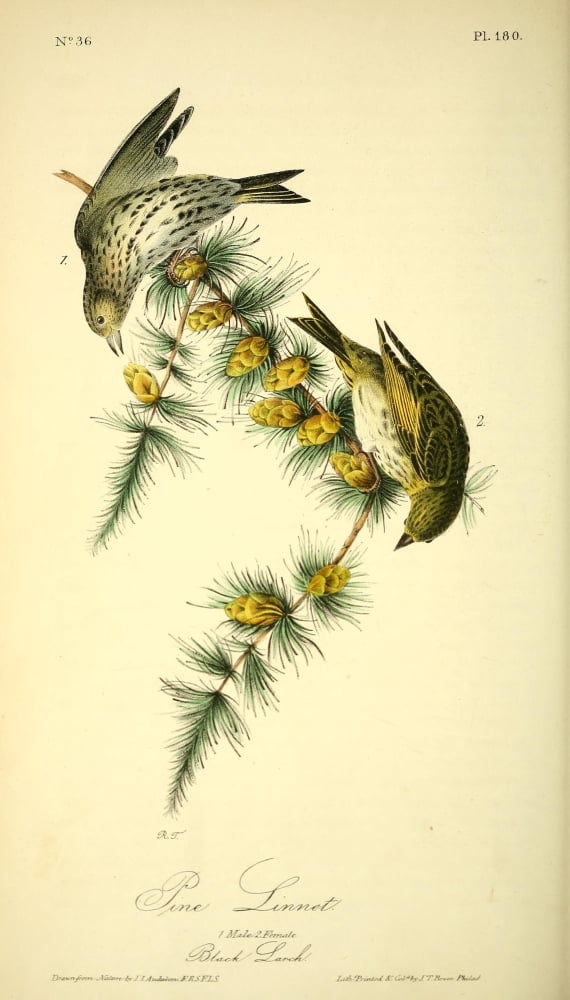 Birds of America 1844 Pine Linnet Canvas Art - JJ Audubon (18 x 24)