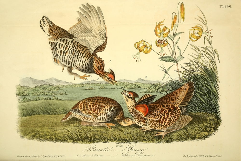 Birds of America 1844 Pinnated Grouse Canvas Art - JJ Audubon (24 x 36)