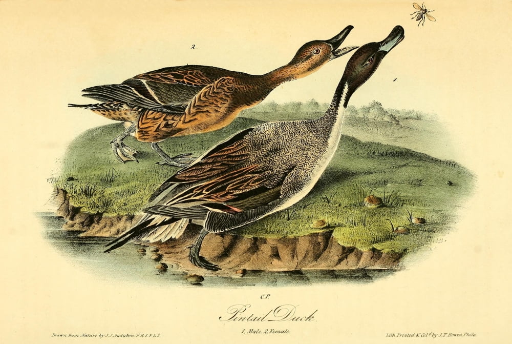 Birds of America 1844 Pintail Duck Canvas Art - JJ Audubon (18 x 24)