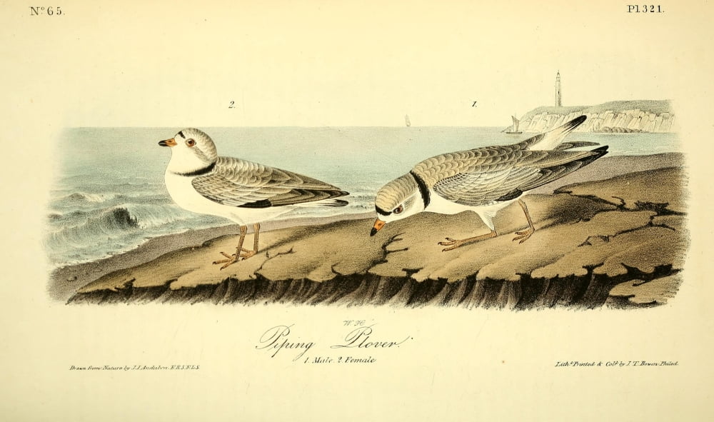 Birds of America 1844 Piping Plover Canvas Art - JJ Audubon (24 x 36)