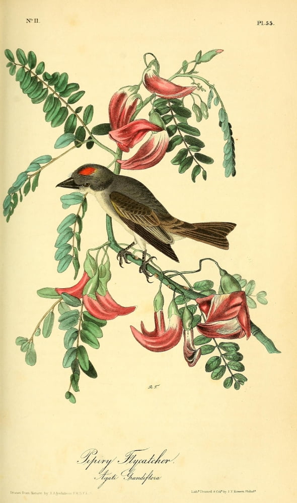 Birds of America 1844 Pipiry Flycatcher Canvas Art - JJ Audubon (24 x 36)