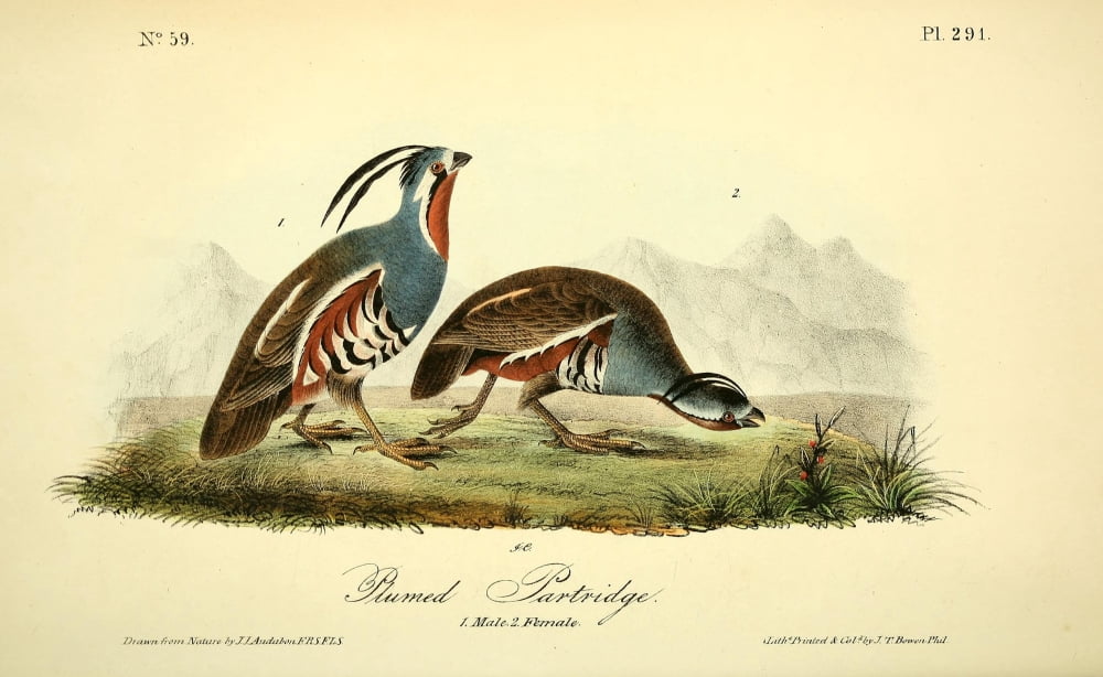 Birds of America 1844 Plumed Partridge Canvas Art - JJ Audubon (18 x 24)