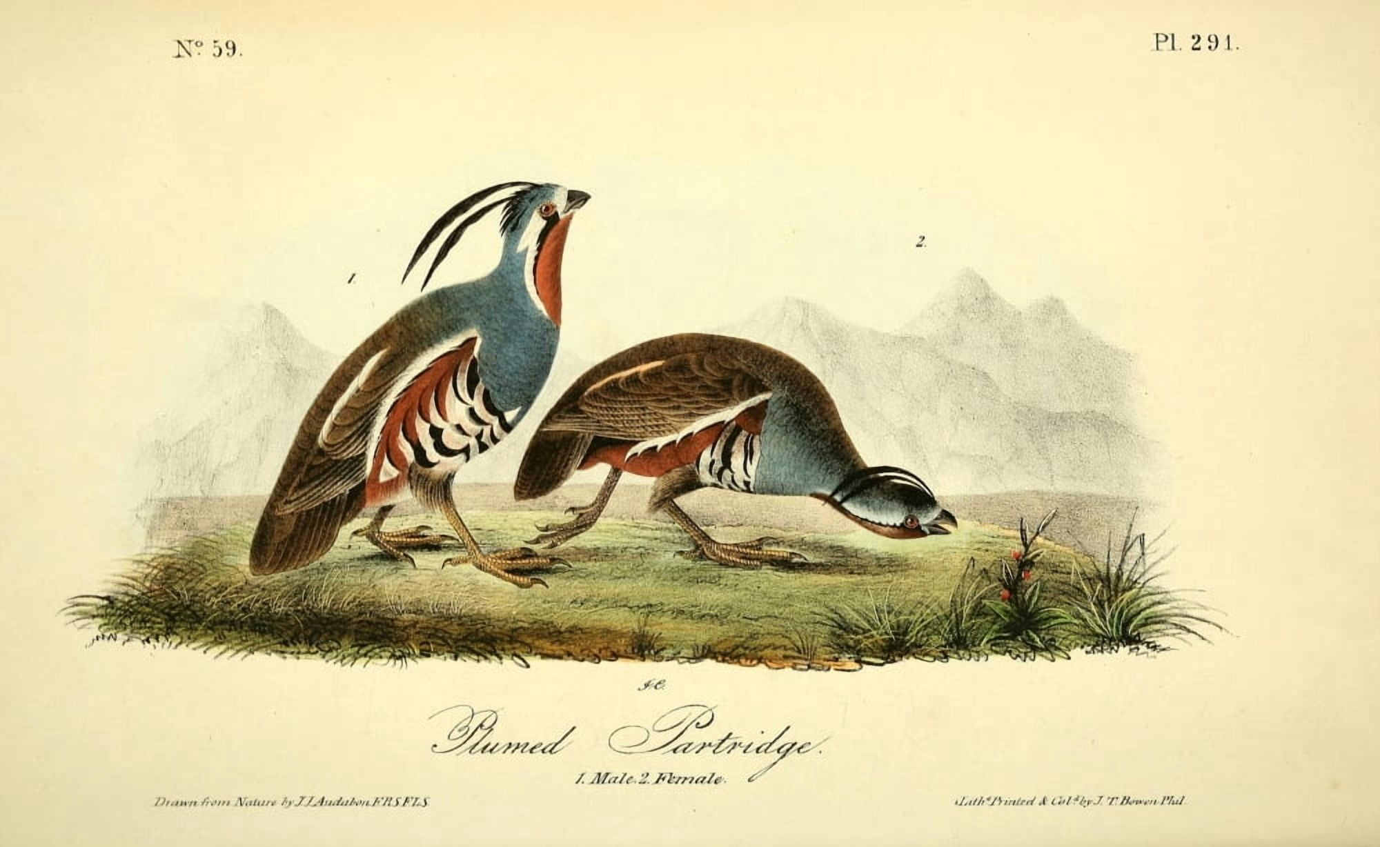 Birds of America 1844 Plumed Partridge Canvas Art - JJ Audubon (24 x 36)