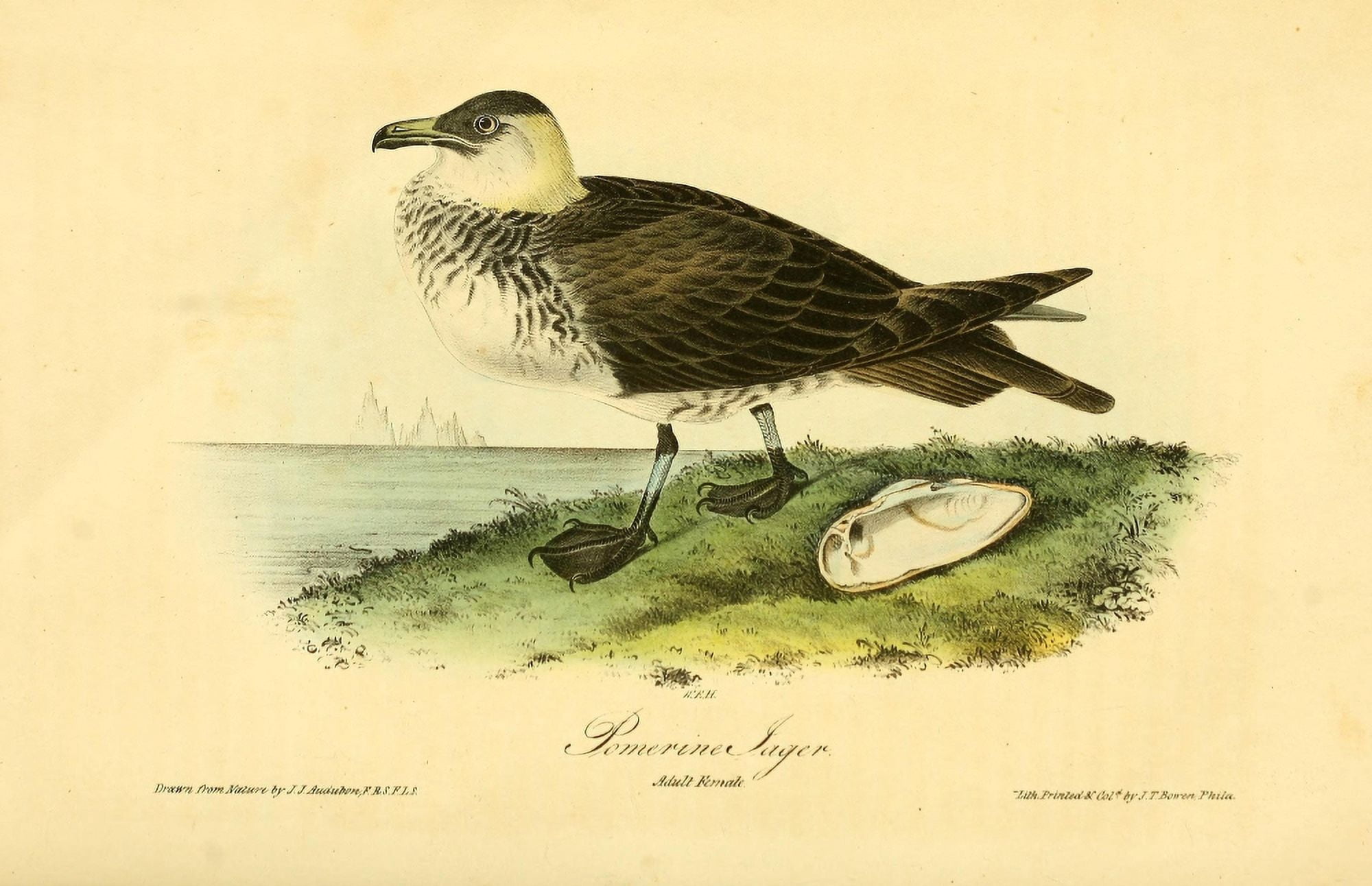 Birds of America 1844 Pomerine Jager Canvas Art - JJ Audubon (24 x 36)