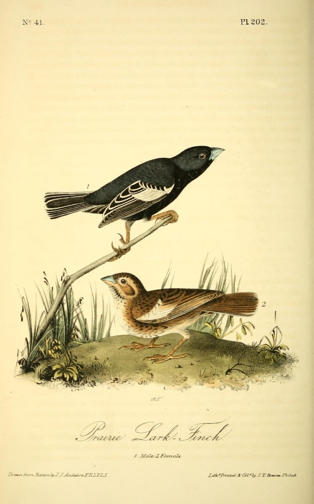 Birds of America 1844 Prairie Lark Finch Canvas Art - JJ Audubon (18 x 24)
