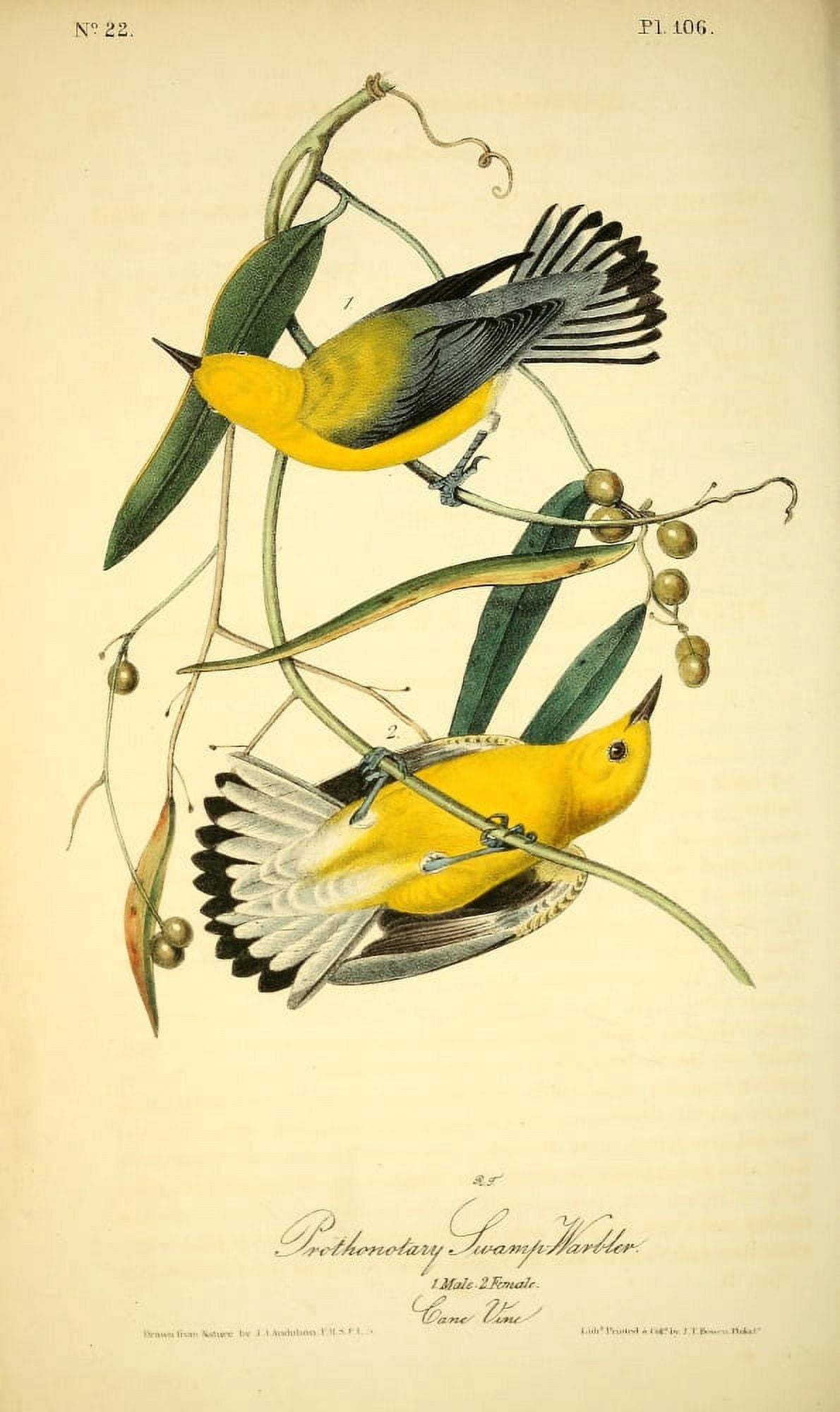 Birds of America 1844 Prothonotary Swamp Warbler Canvas Art - JJ Audubon (18 x 24)