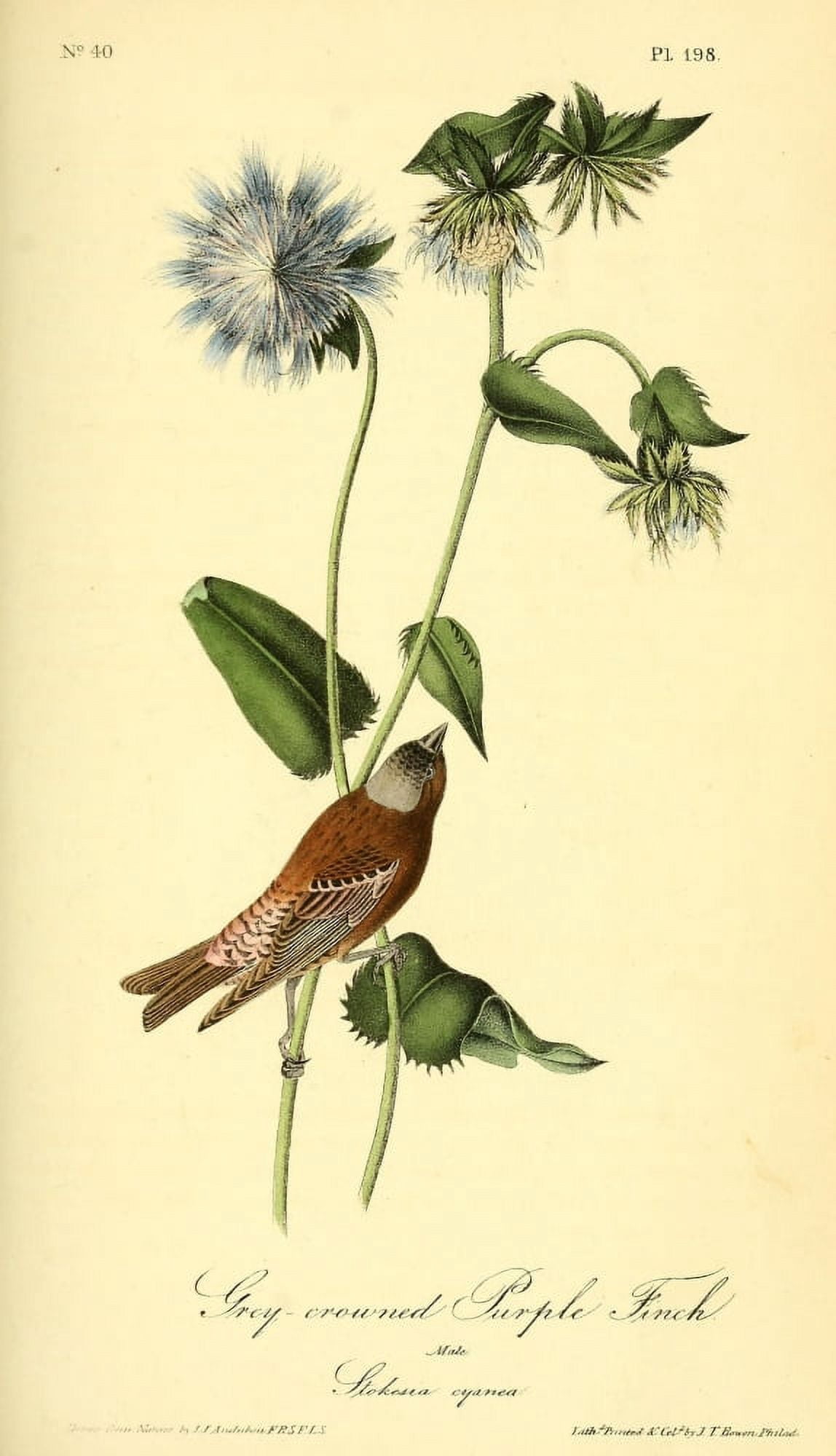 Birds of America 1844 Purple Finch Canvas Art - JJ Audubon (18 x 24)