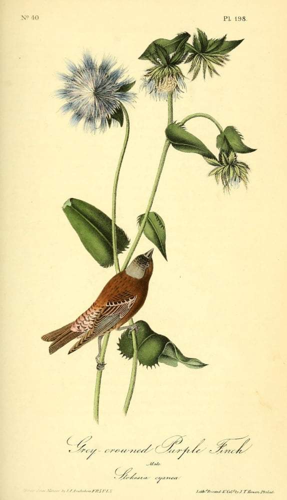 Birds of America 1844 Purple Finch Canvas Art - JJ Audubon (24 x 36)