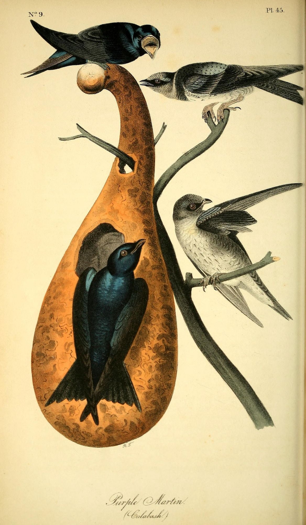 Birds of America 1844 Purple Martin Canvas Art - JJ Audubon (18 x 24)