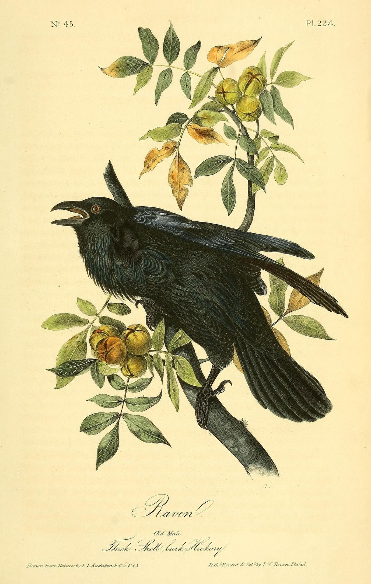 Birds of America 1844 Raven Canvas Art - JJ Audubon (18 x 24)