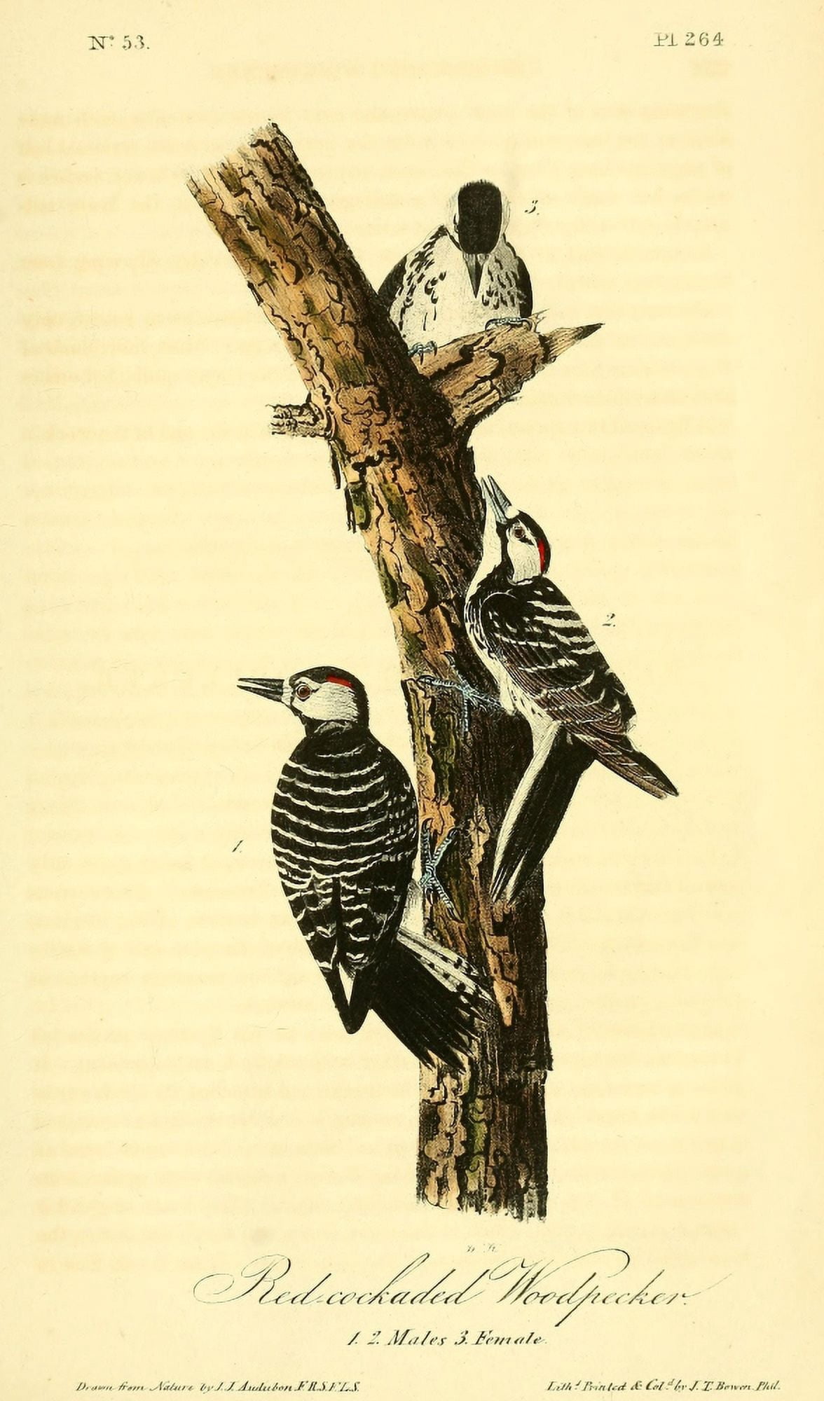 Birds of America 1844 Red Cockaded Woodpecker Canvas Art - JJ Audubon (24 x 36)
