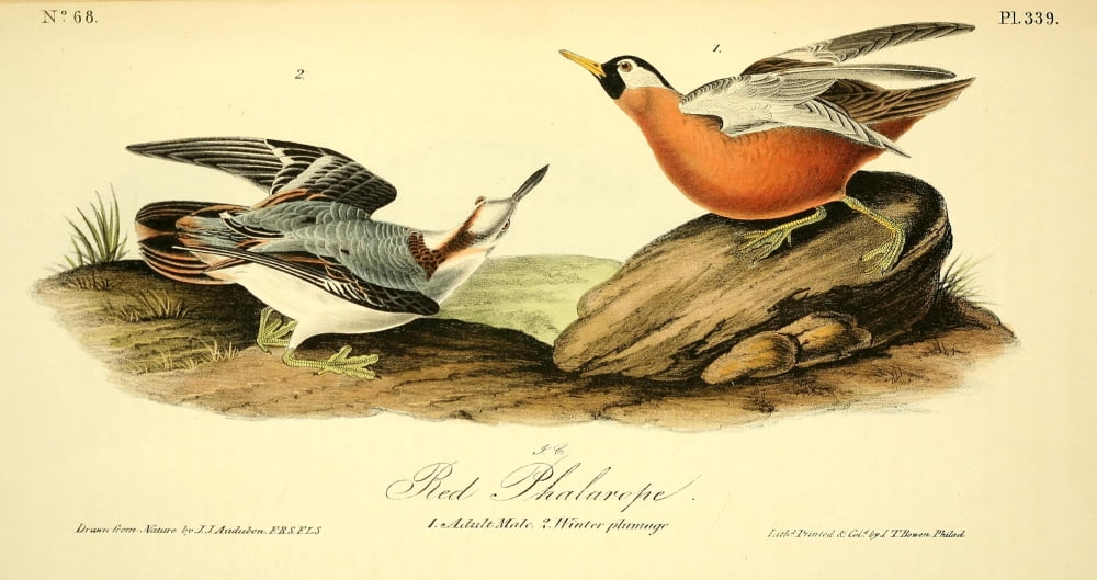 Birds of America 1844 Red Phalarope Canvas Art - JJ Audubon (24 x 36)