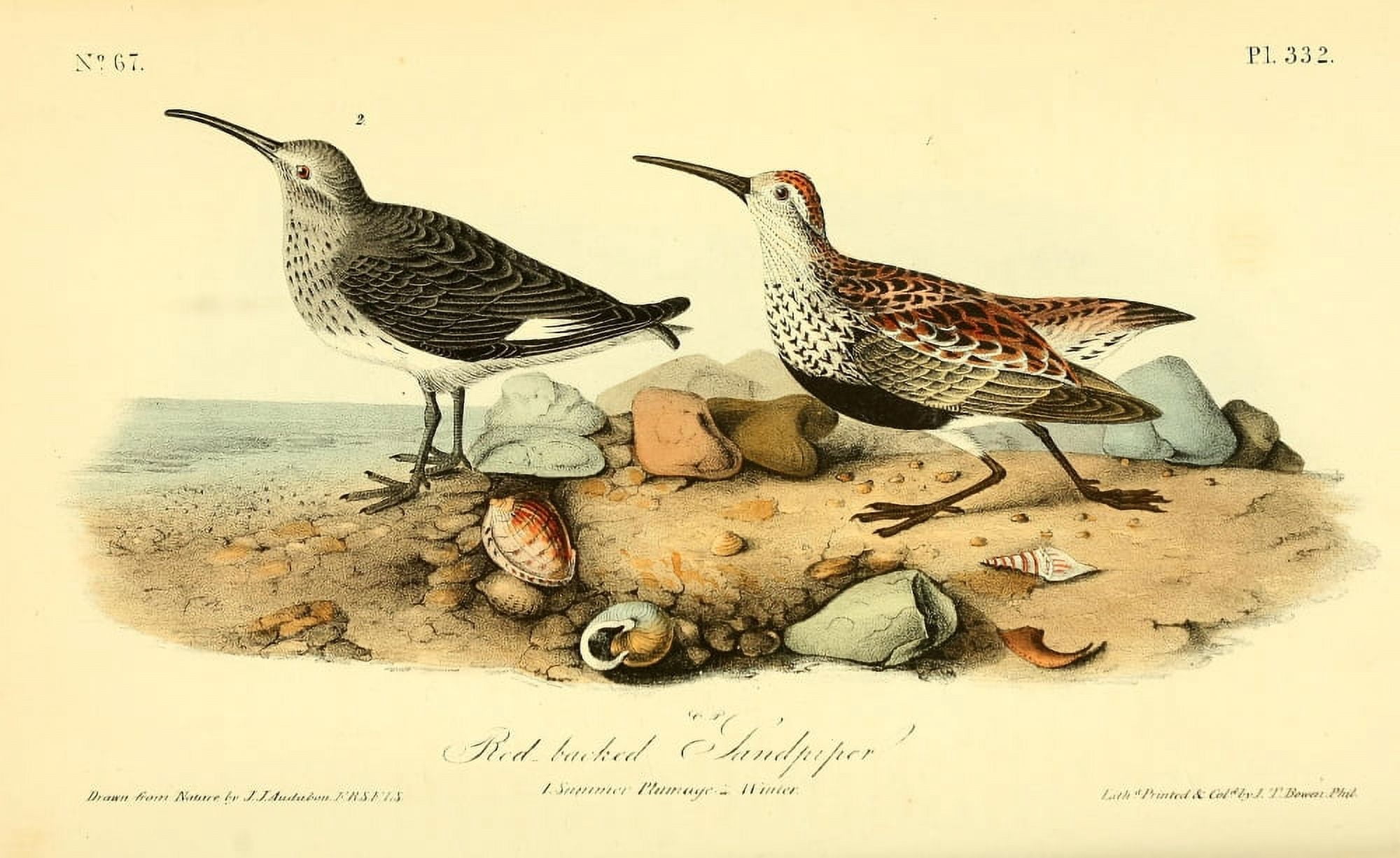 Birds of America 1844 Red-backed Sandpiper Canvas Art - JJ Audubon (24 x 36)