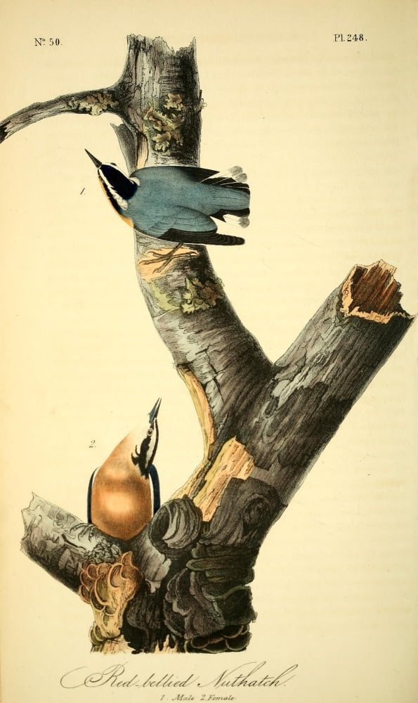 Birds of America 1844 Red-bellied Nuthatch Canvas Art - JJ Audubon (18 x 24)