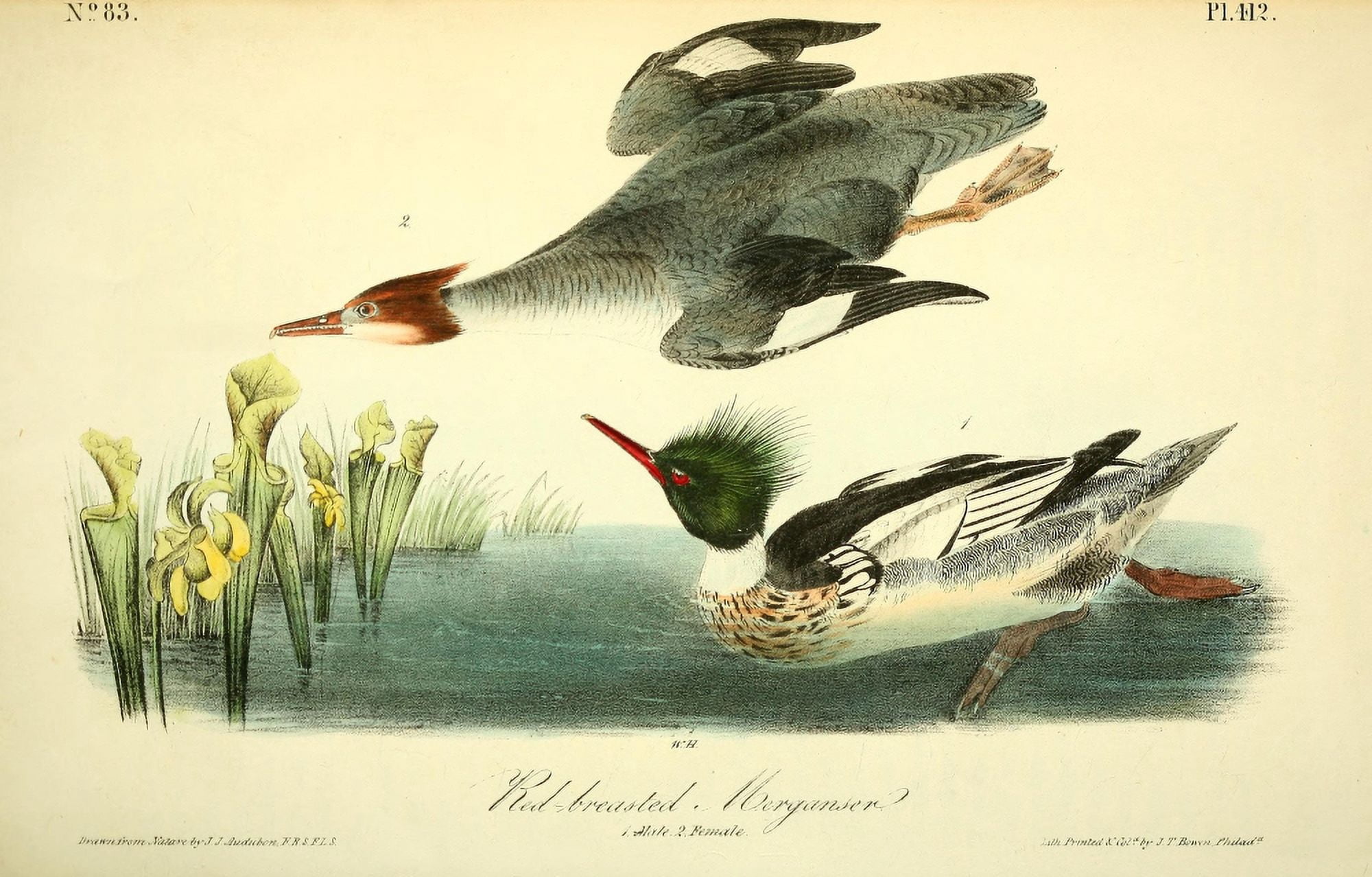 Birds of America 1844 Red-breasted Merganser Canvas Art - JJ Audubon (18 x 24)