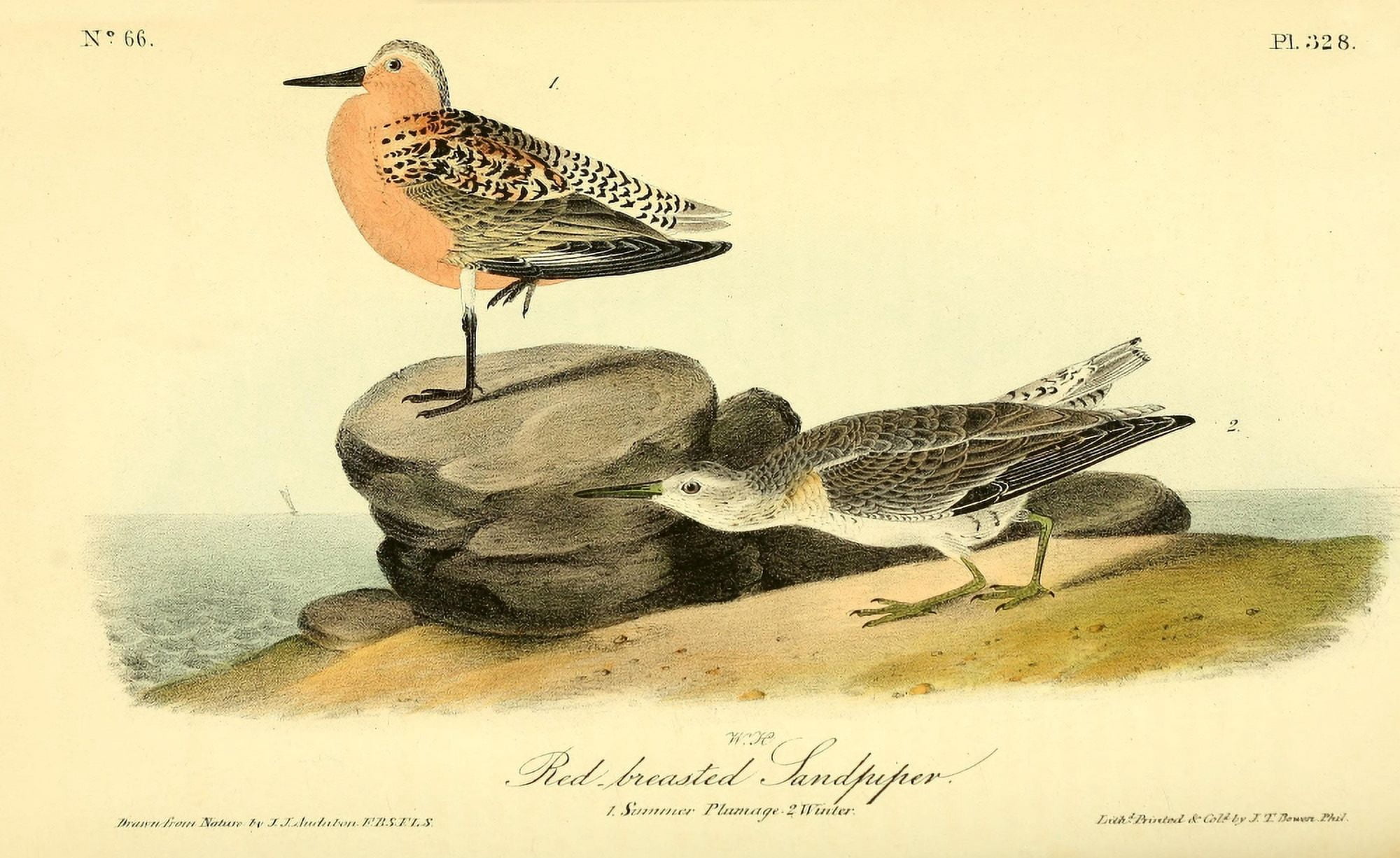 Birds of America 1844 Red-breasted Sandpiper Canvas Art - JJ Audubon (24 x 36)