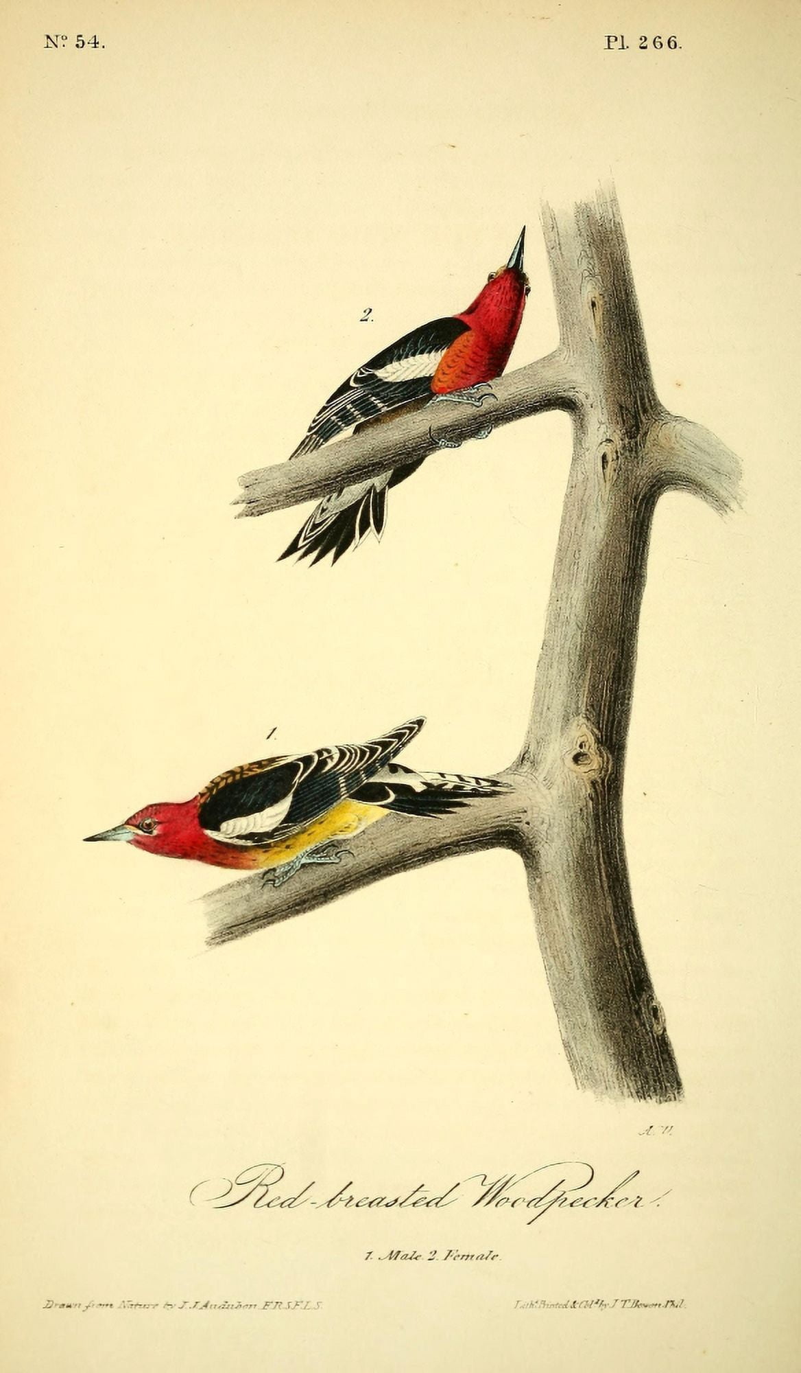 Birds of America 1844 Red-breasted Woodpecker Canvas Art - JJ Audubon (18 x 24)