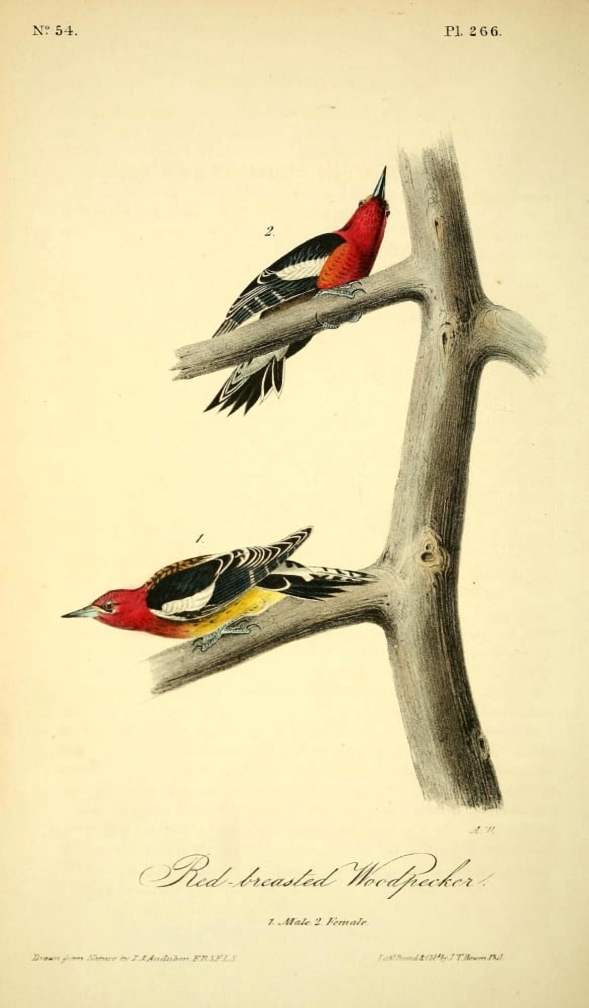 Birds of America 1844 Red-breasted Woodpecker Canvas Art - JJ Audubon (24 x 36)