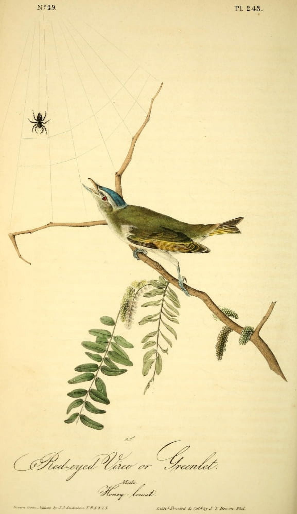 Birds of America 1844 Red-eyed Vireo Canvas Art - JJ Audubon (18 x 24)