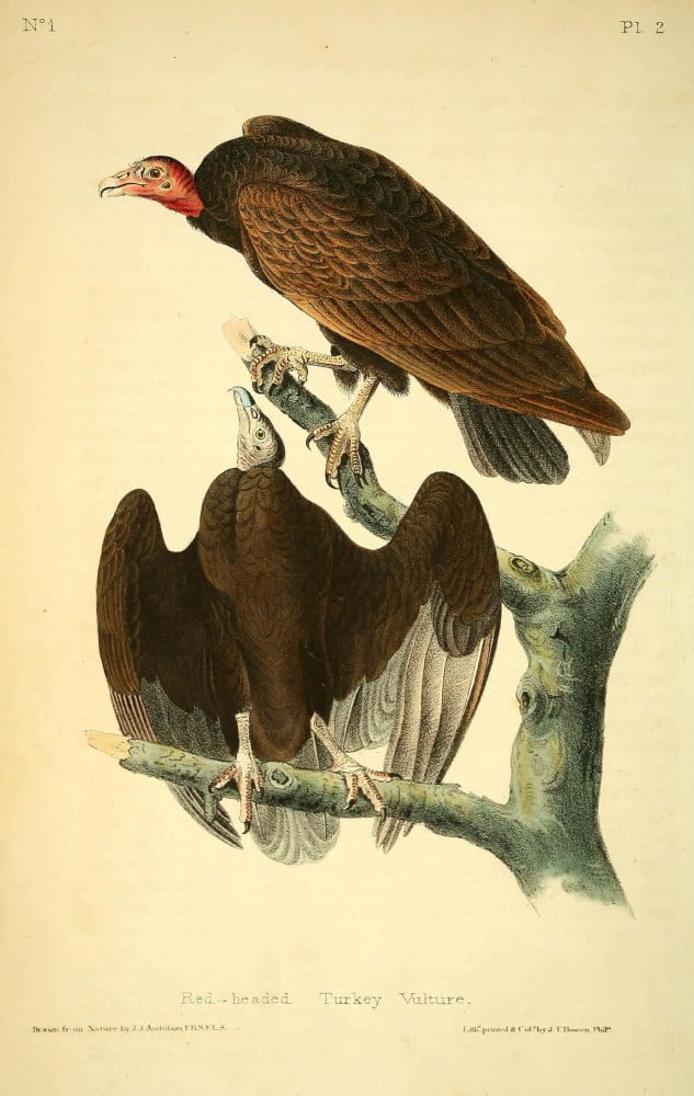 Birds of America 1844 Red-headed Turkey Vulture Canvas Art - JJ Audubon (18 x 24)