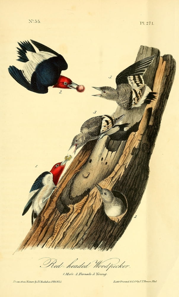 Birds of America 1844 Red-headed Woodpecker Canvas Art - JJ Audubon (24 x 36)