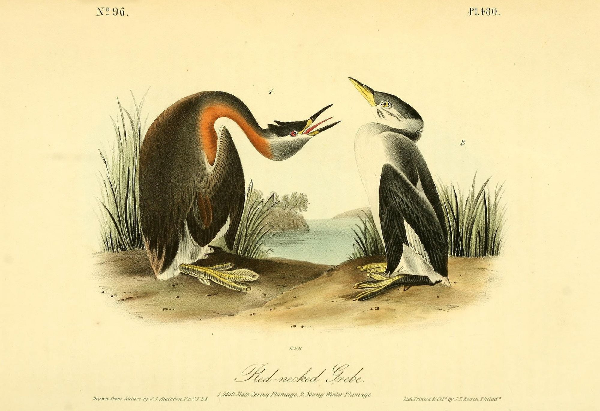 Birds of America 1844 Red-necked Grebe Canvas Art - JJ Audubon (24 x 36)