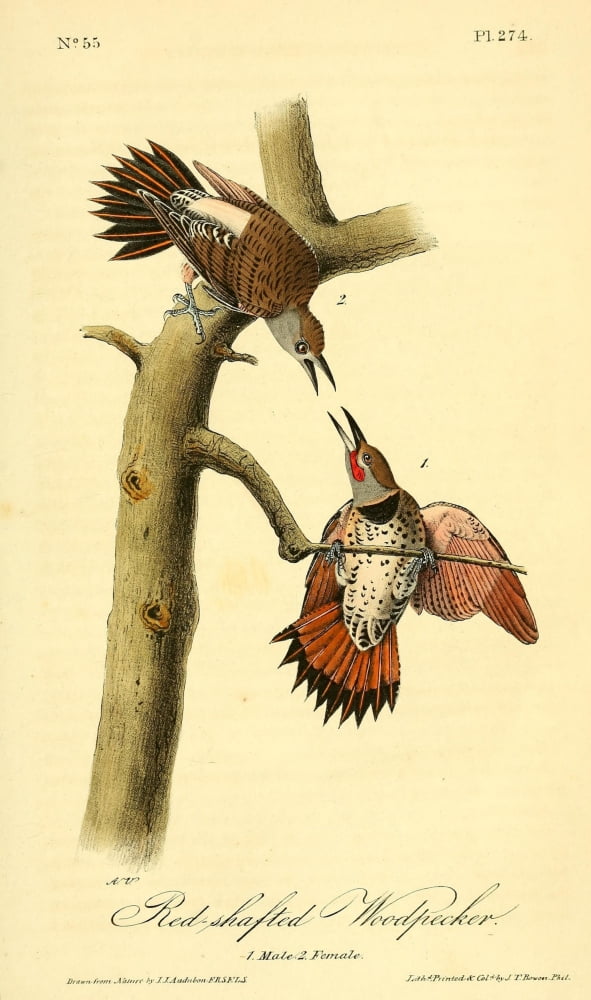 Birds of America 1844 Red-shafted Woodpecker Canvas Art - JJ Audubon (18 x 24)