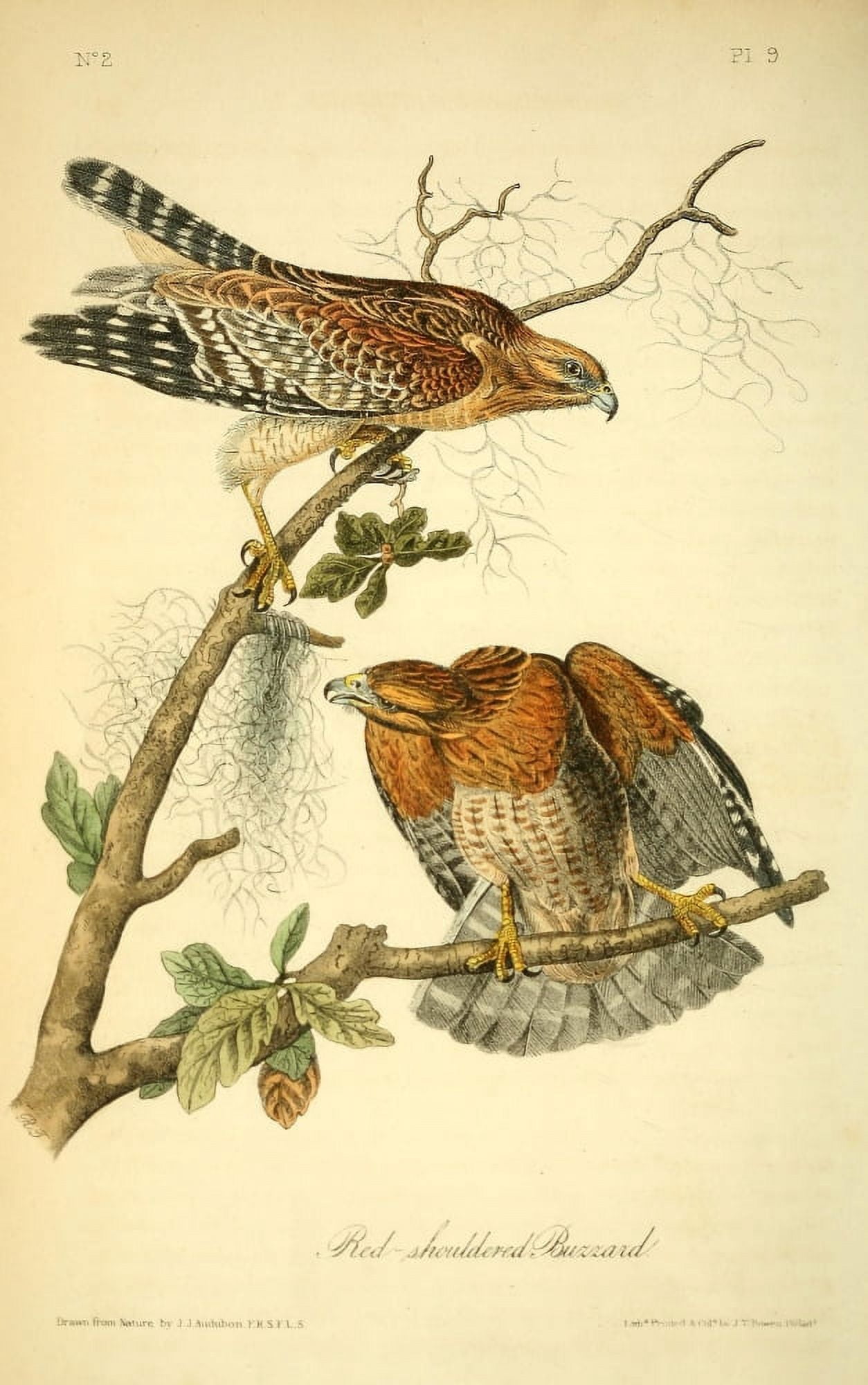 Birds of America 1844 Red-shouldered Buzzard Canvas Art - JJ Audubon (18 x 24)