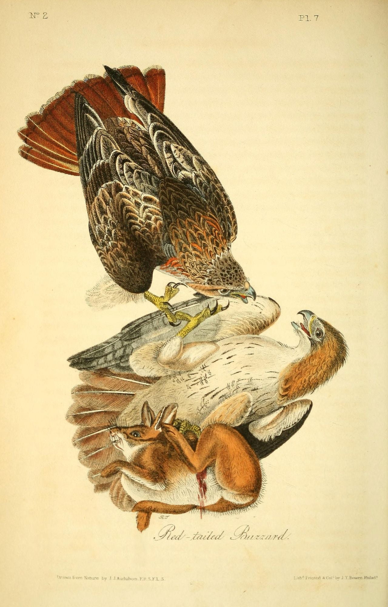 Birds of America 1844 Red-tailed Buzzard Canvas Art - JJ Audubon (18 x 24)
