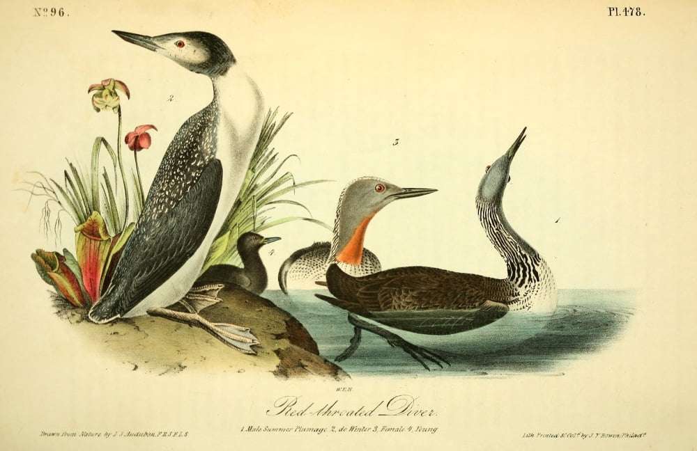 Birds of America 1844 Red-throated Diver Canvas Art - JJ Audubon (18 x 24)