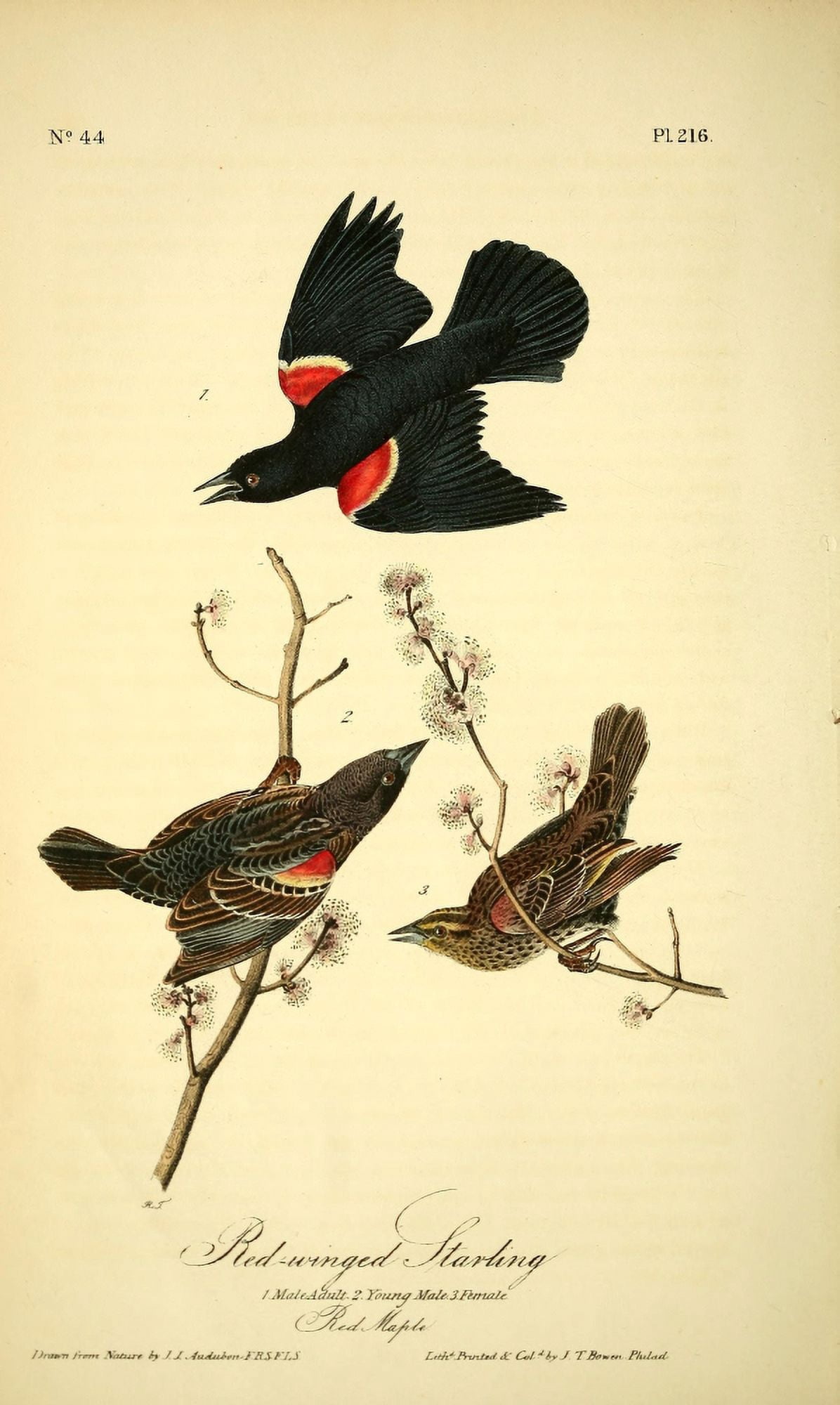 Birds of America 1844 Red-winged Starling Canvas Art - JJ Audubon (24 x 36)