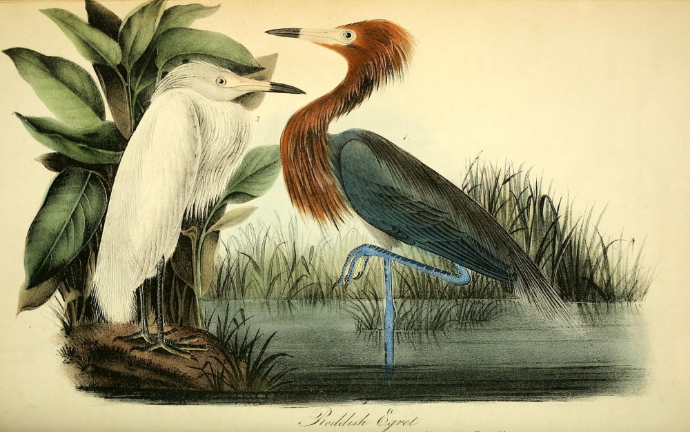 Birds of America 1844 Reddish Egret Canvas Art - JJ Audubon (24 x 36)