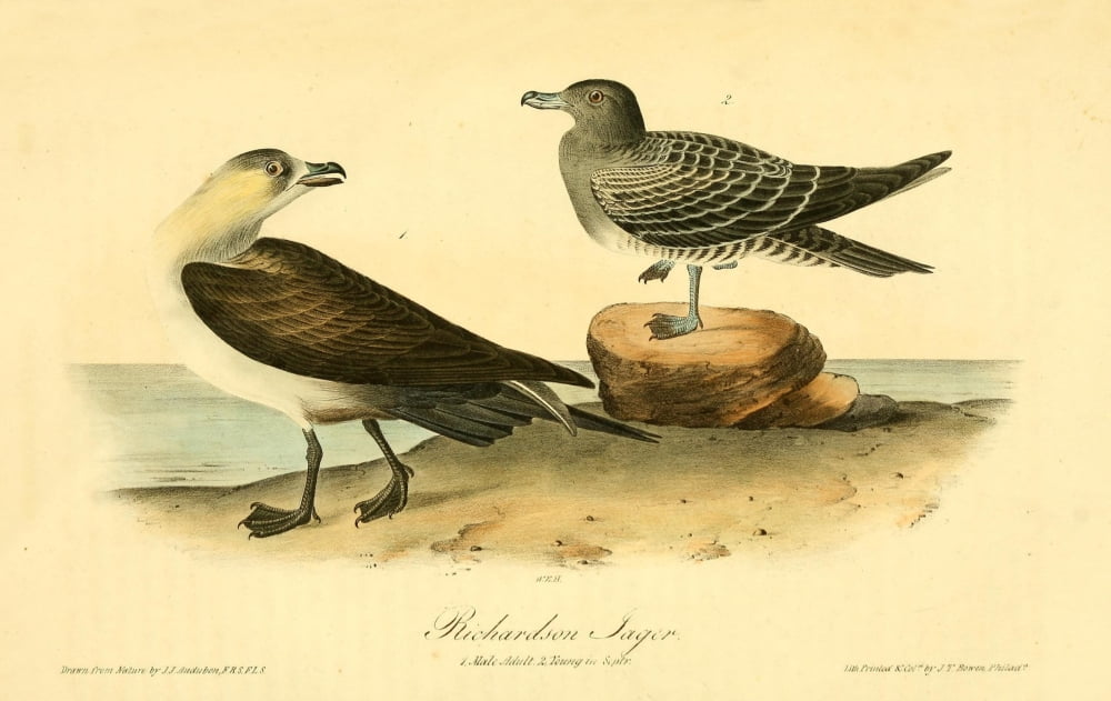 Birds of America 1844 Richardsons Jager Canvas Art - JJ Audubon (24 x 36)