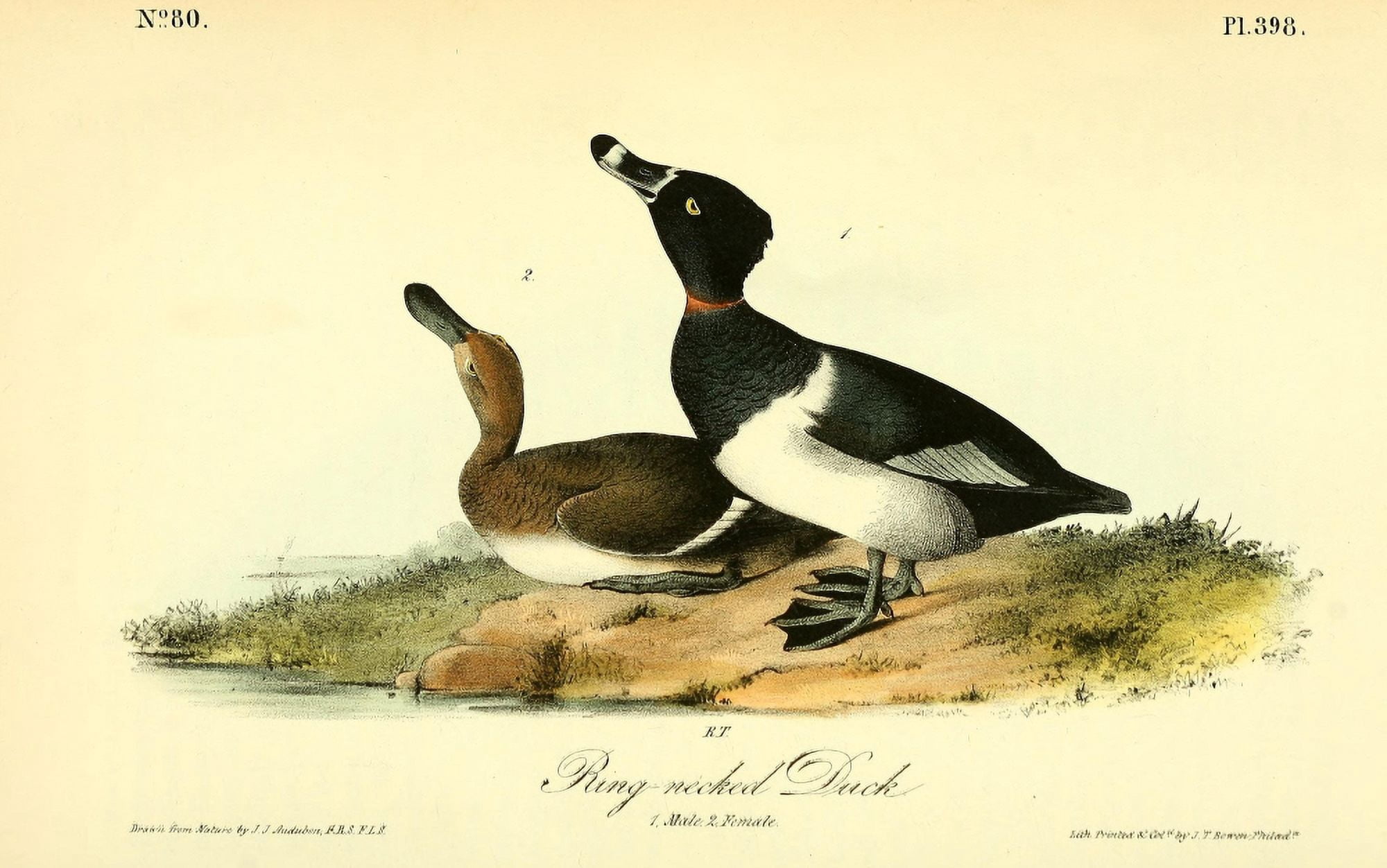 Birds of America 1844 Ring-necked Duck Canvas Art - JJ Audubon (24 x 36)