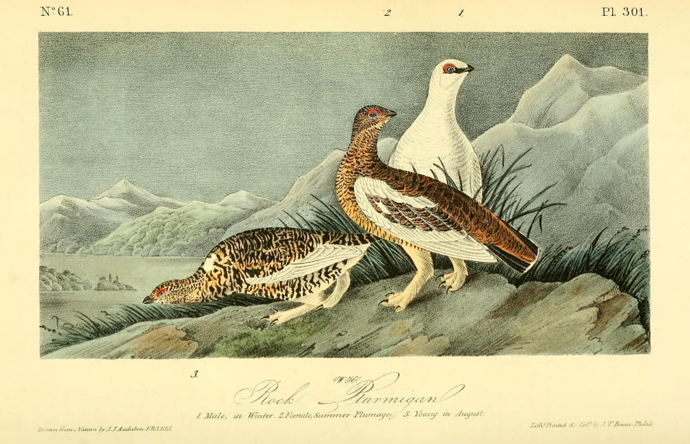 Birds of America 1844 Rock Ptarmigan Canvas Art - JJ Audubon (18 x 24)