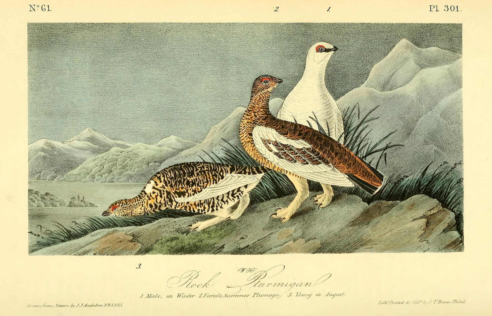 Birds of America 1844 Rock Ptarmigan Canvas Art - JJ Audubon (24 x 36)