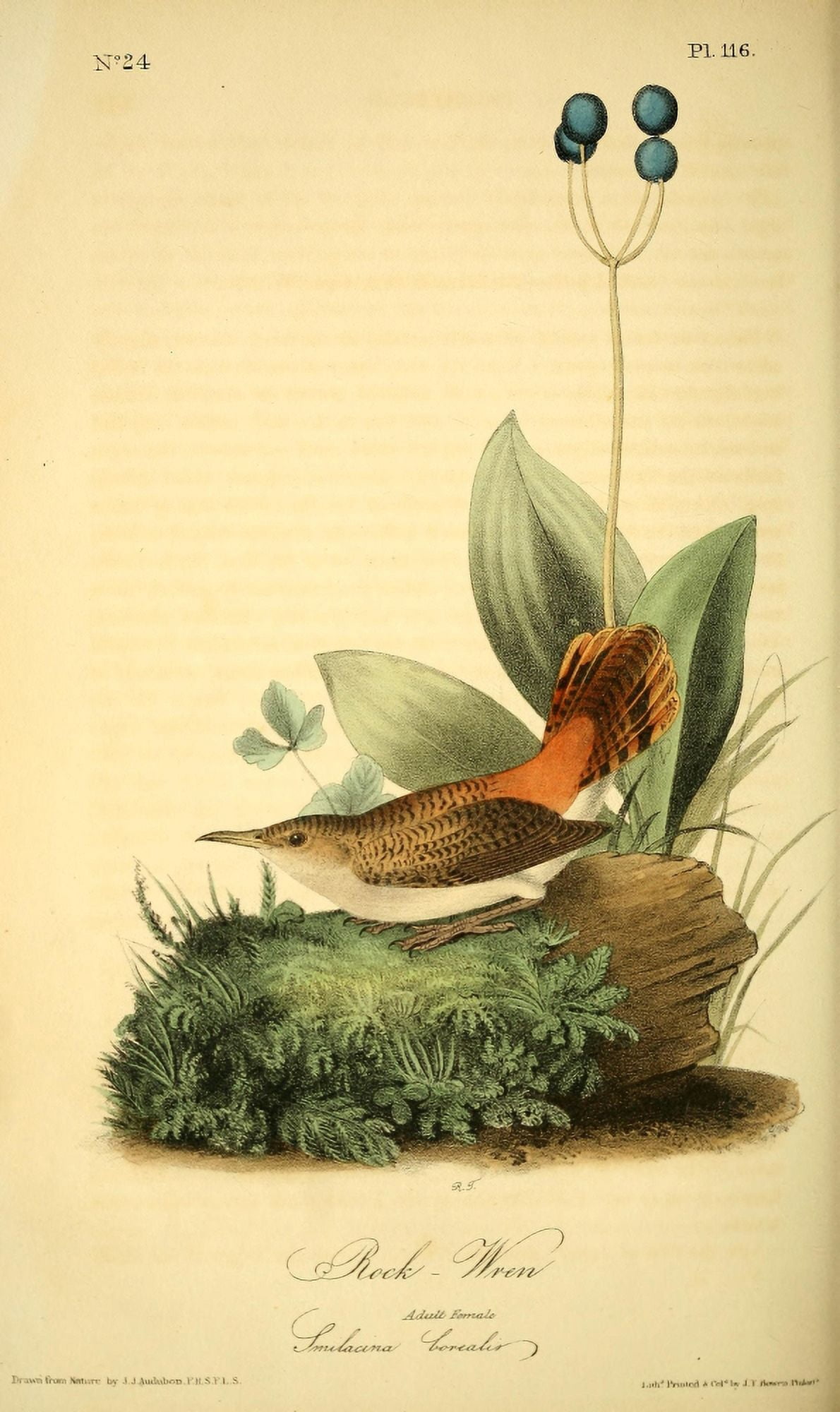 Birds of America 1844 Rock Wren Canvas Art - JJ Audubon (24 x 36)