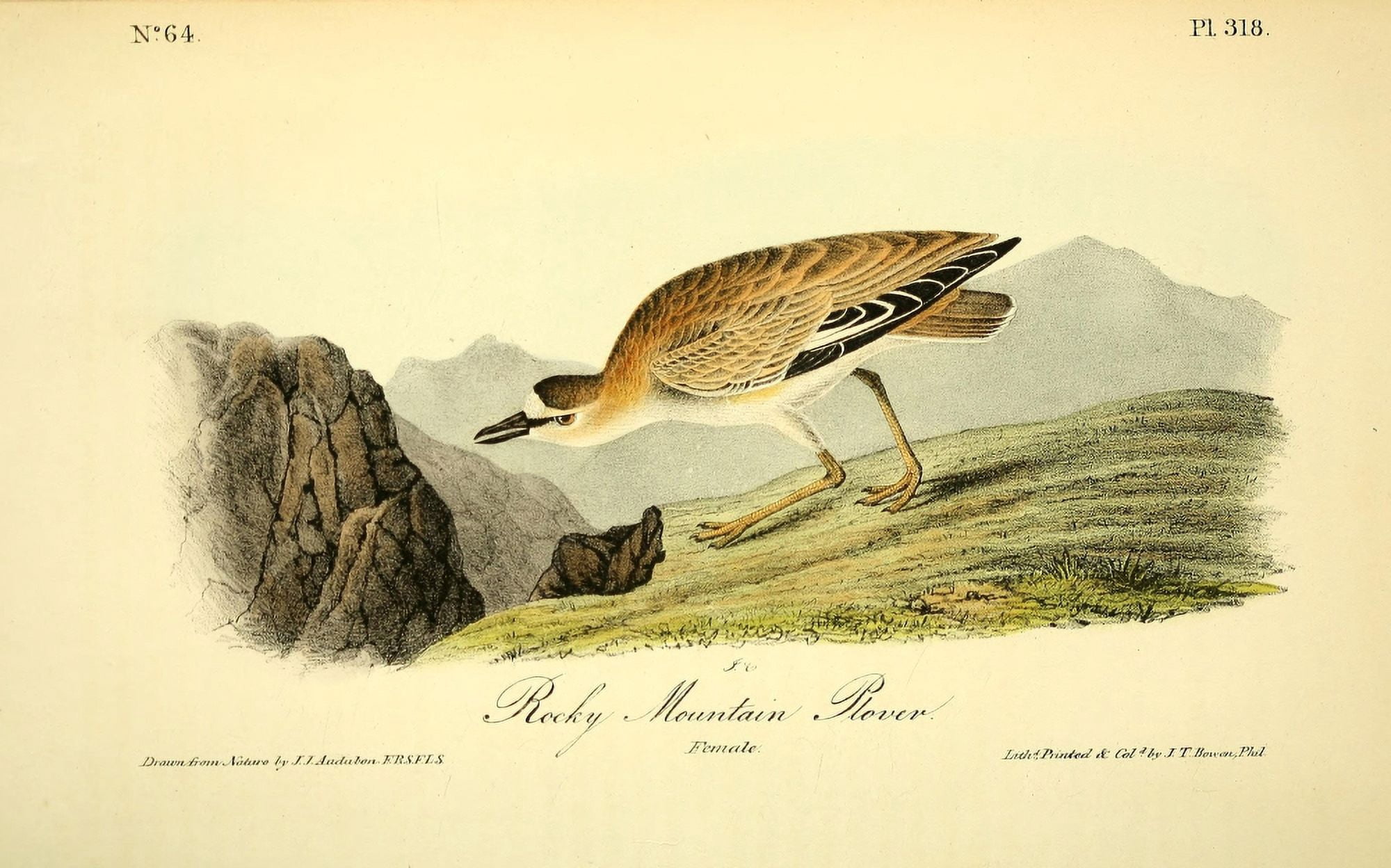Birds of America 1844 Rocky Mountain Plover Canvas Art - JJ Audubon (18 x 24)