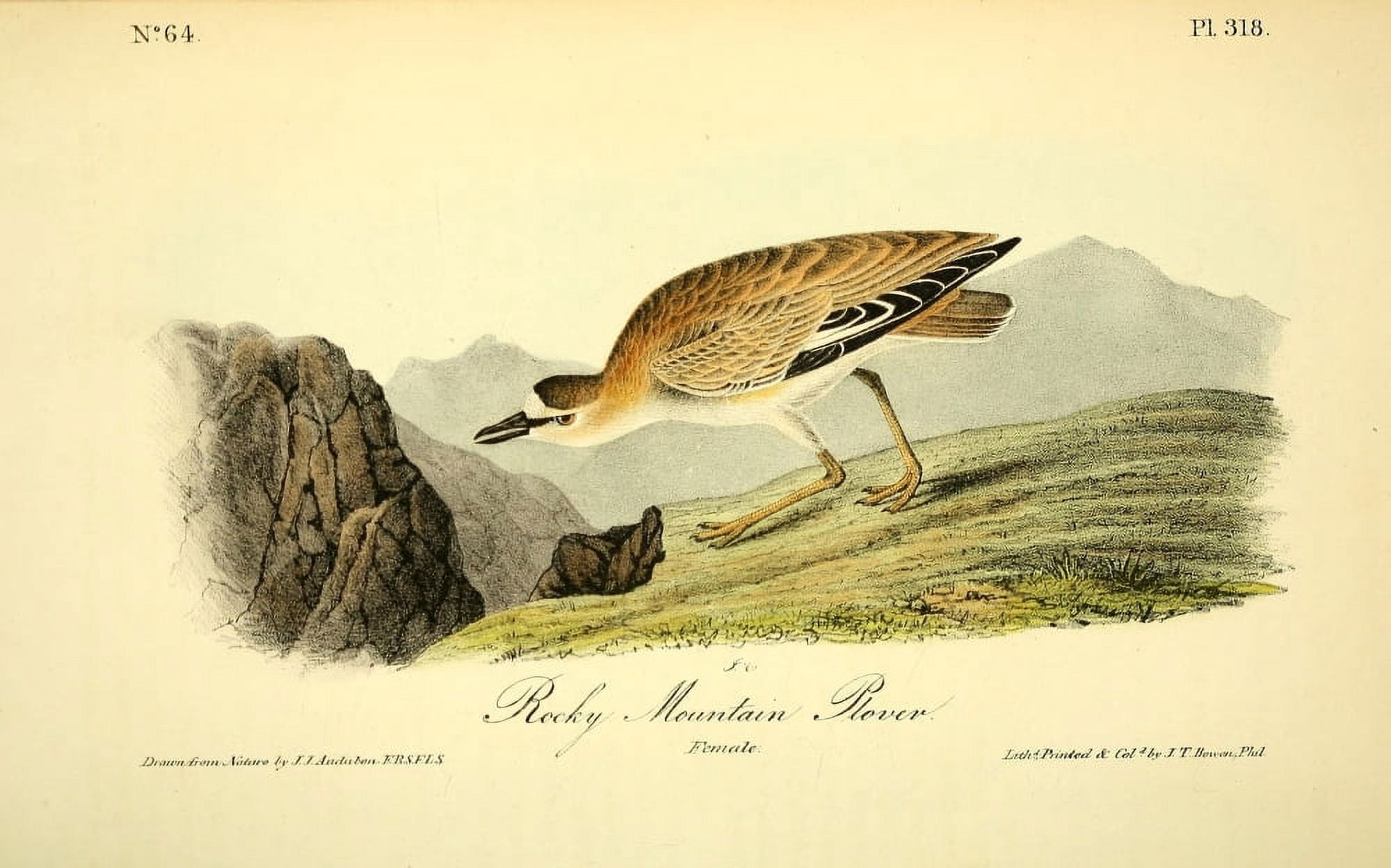 Birds of America 1844 Rocky Mountain Plover Canvas Art - JJ Audubon (24 x 36)