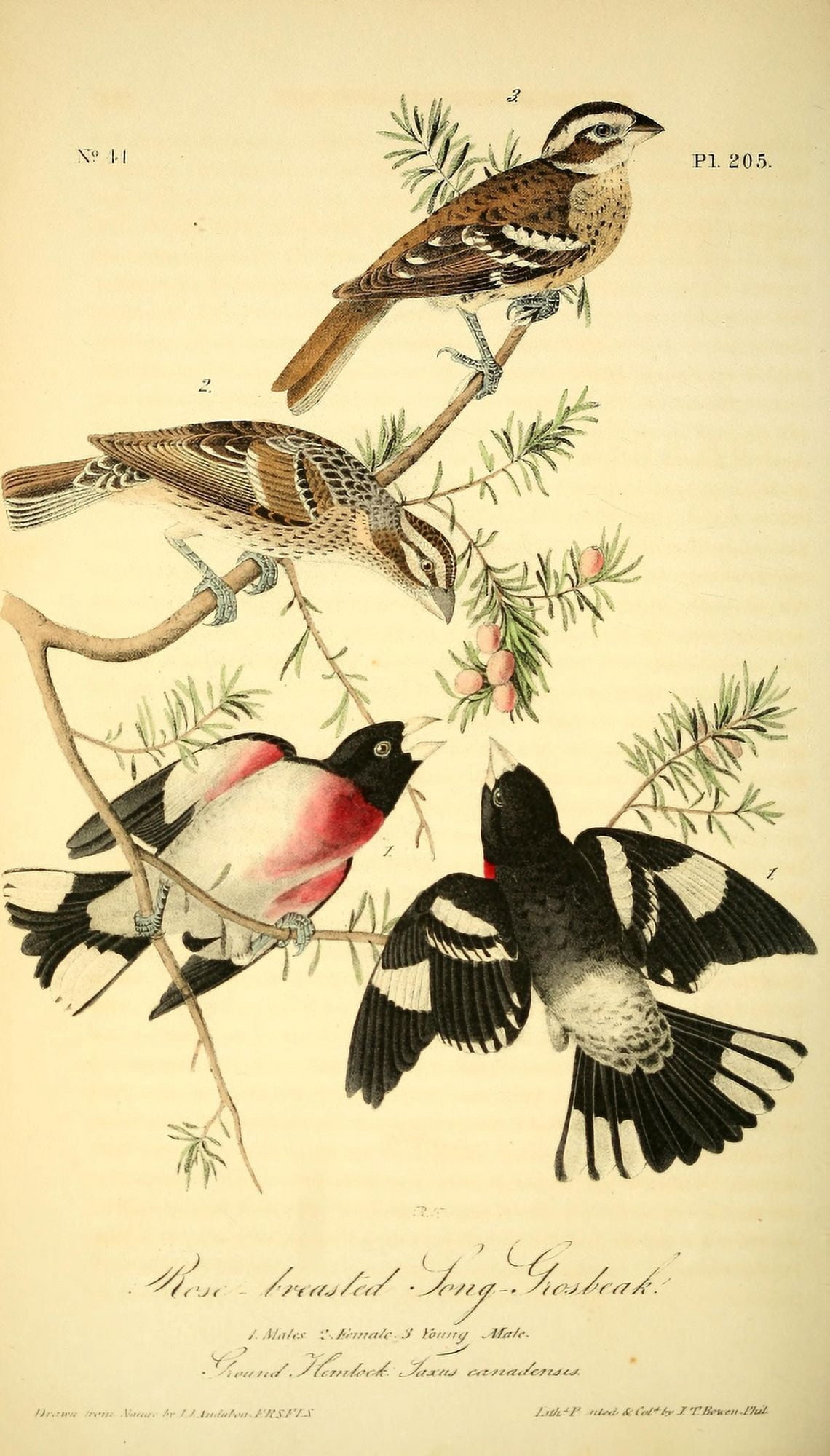 Birds of America 1844 Rose-breasted Song Grosbeak Canvas Art - JJ Audubon (18 x 24)