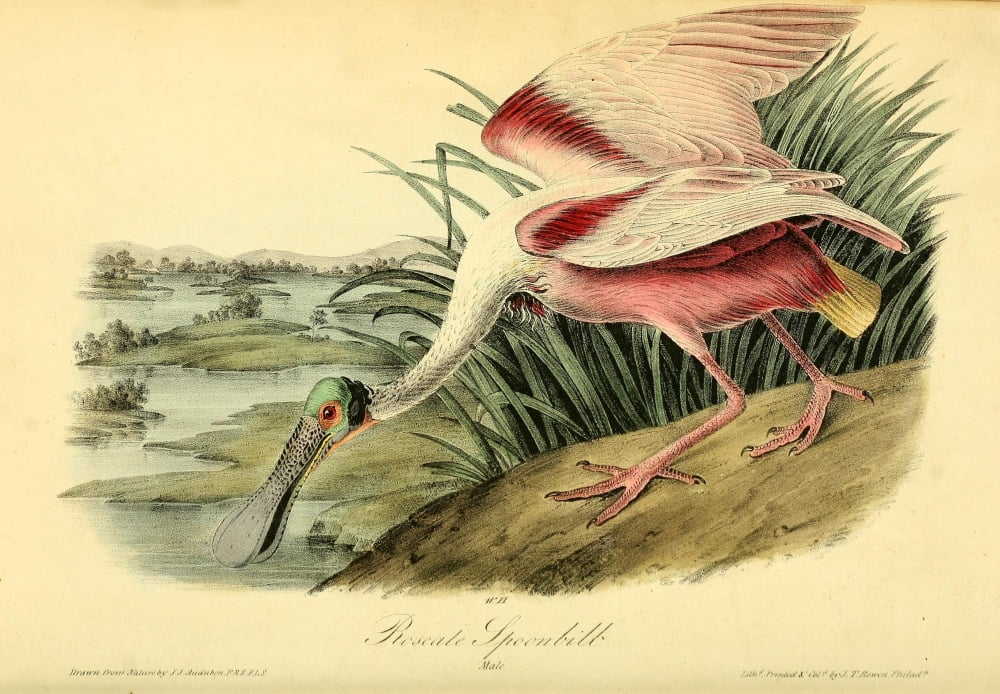 Birds of America 1844 Roseate Spoonbill Canvas Art - JJ Audubon (24 x 36)