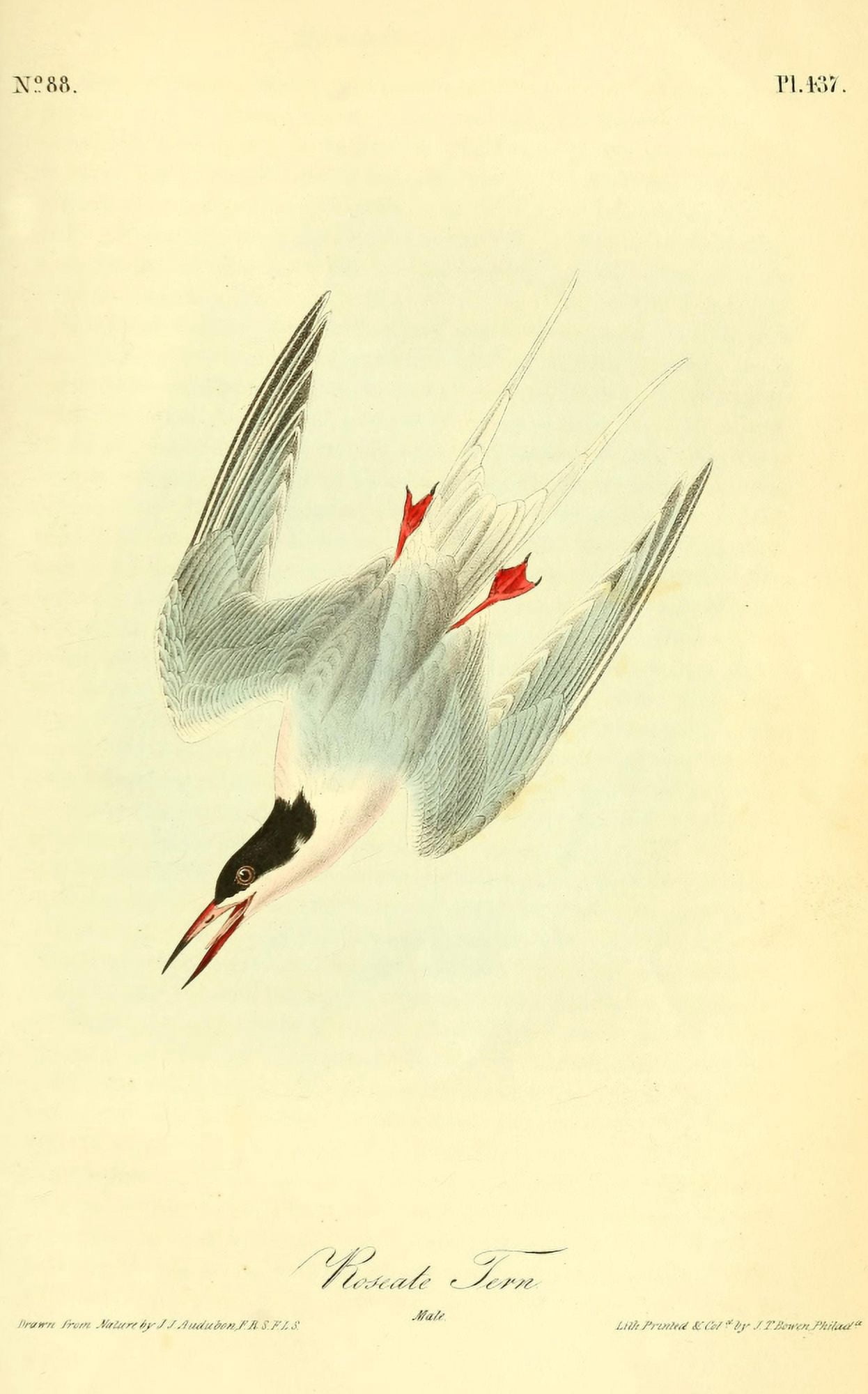 Birds of America 1844 Roseate Tern Canvas Art - JJ Audubon (18 x 24)