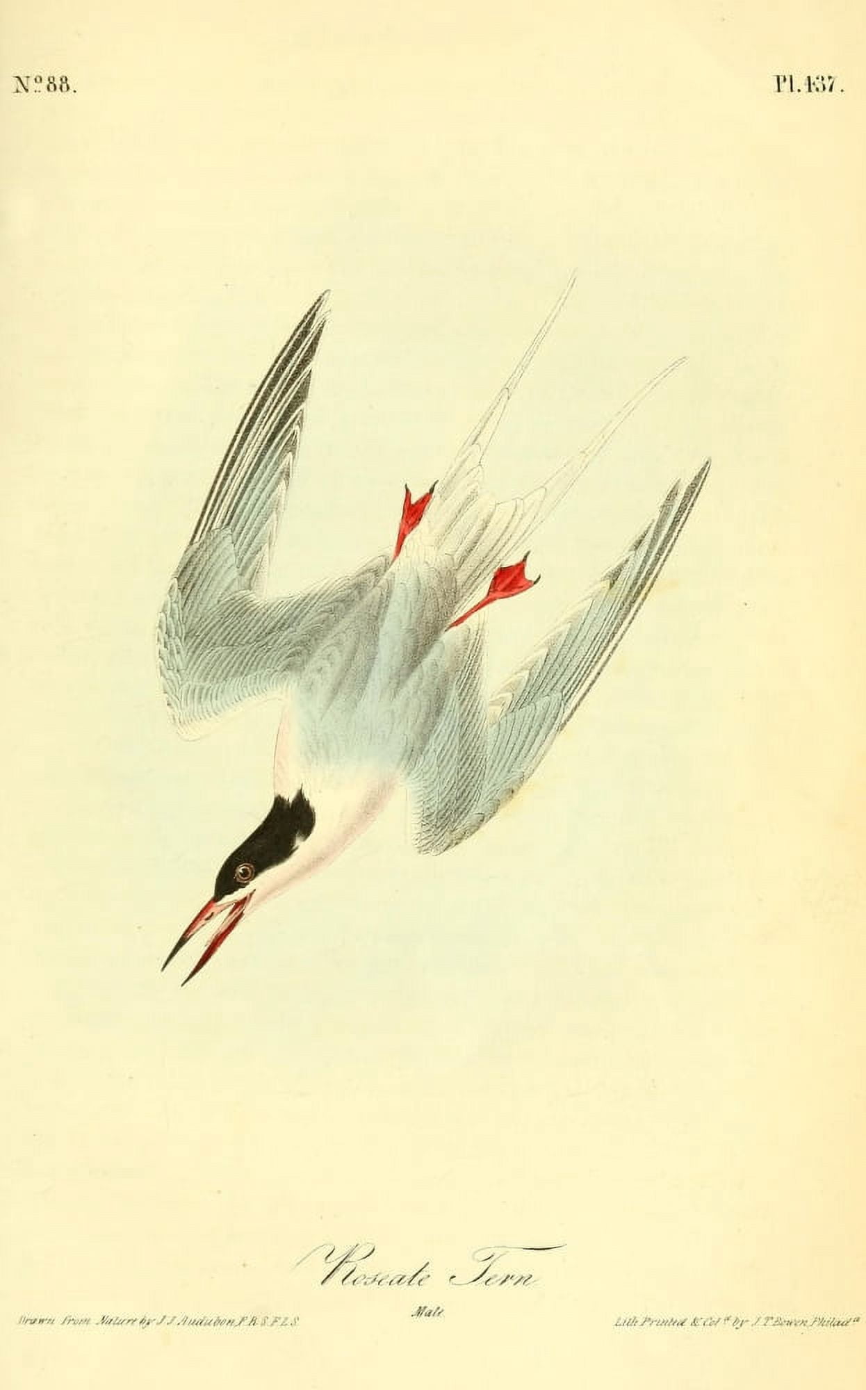 Birds of America 1844 Roseate Tern Canvas Art - JJ Audubon (24 x 36)