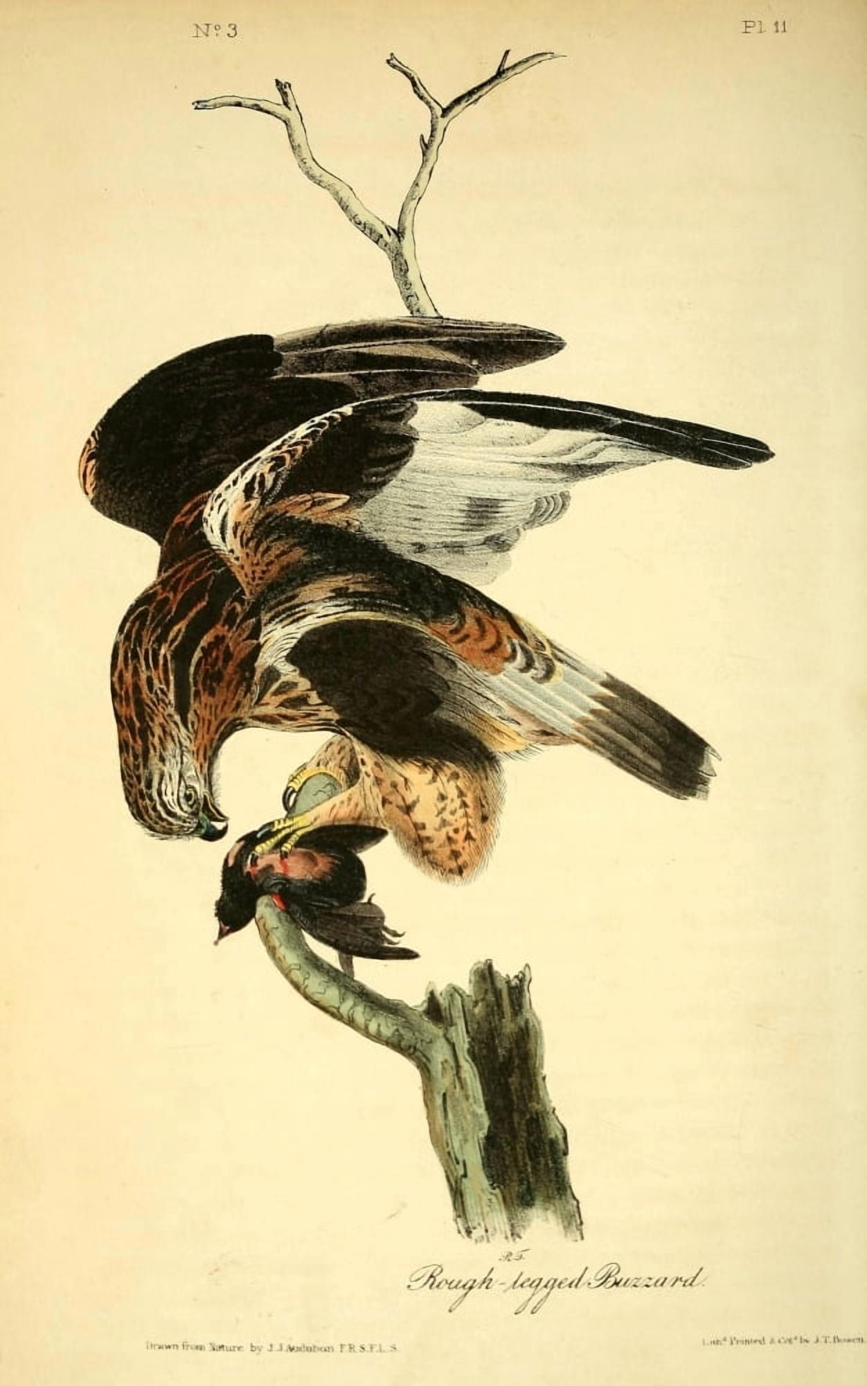 Birds of America 1844 Rough-legged Buzzard Canvas Art - JJ Audubon (18 x 24)