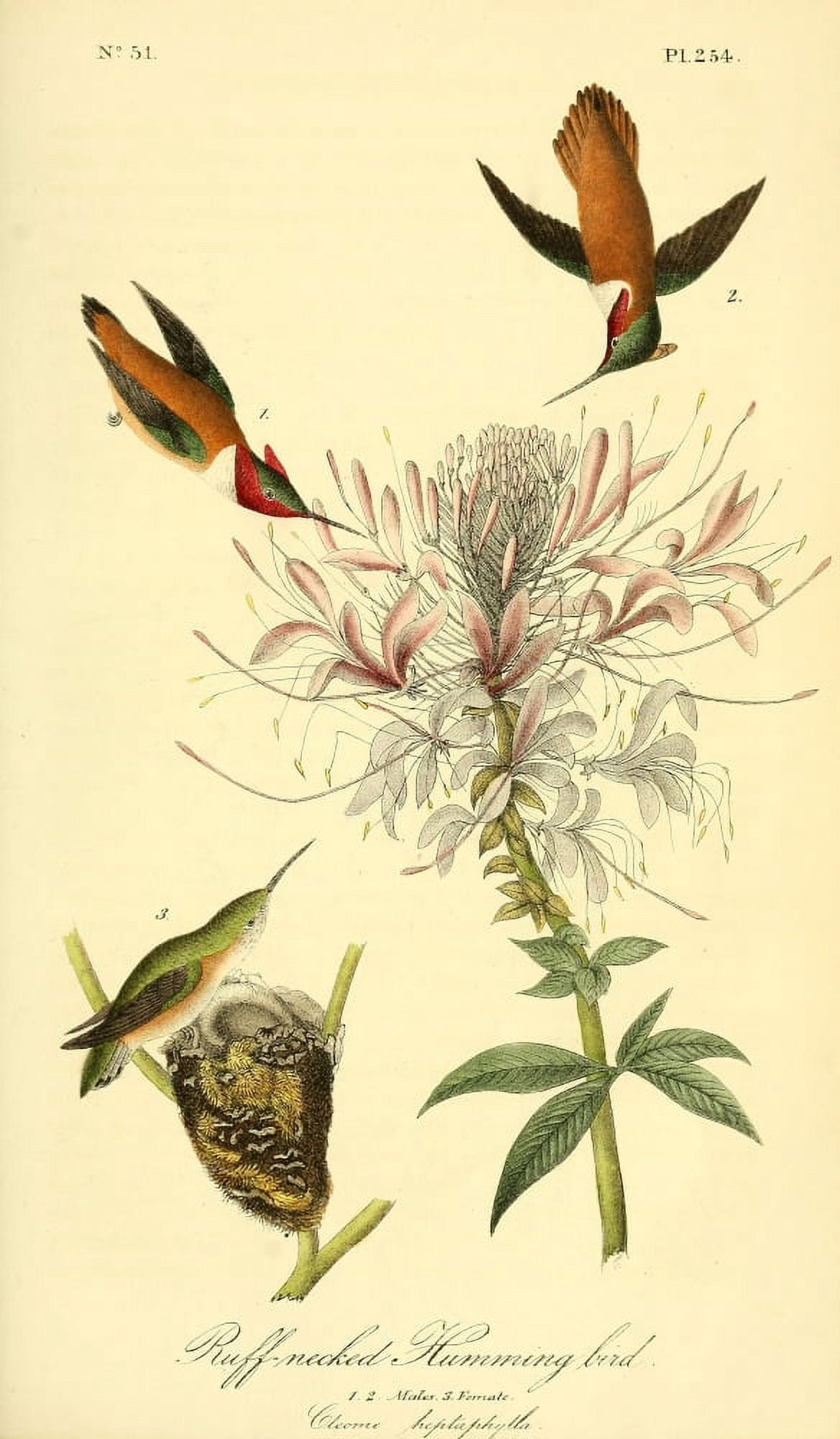 Birds of America 1844 Rough-necked Hummng Bird Canvas Art - JJ Audubon (24 x 36)