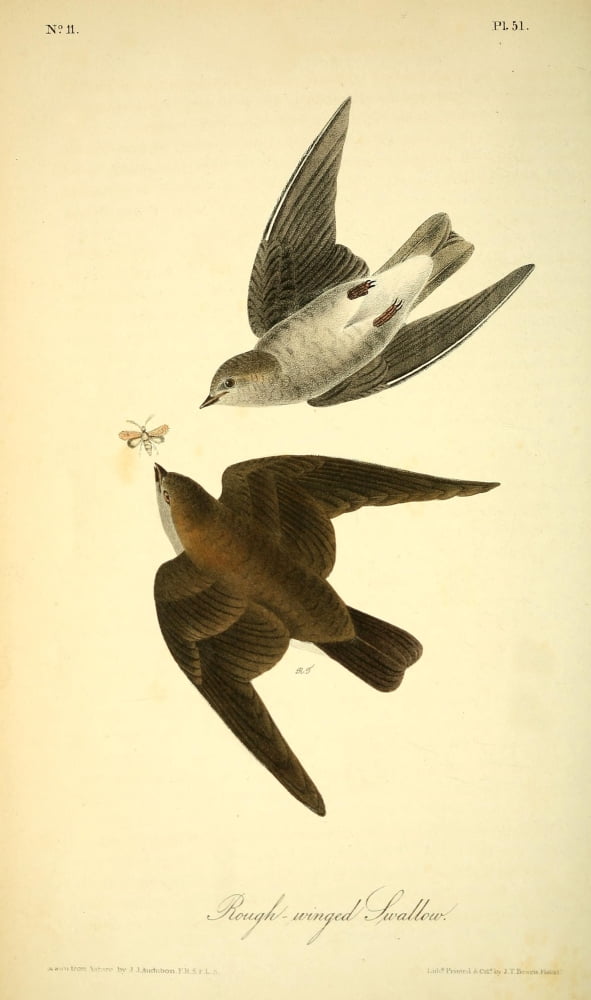 Birds of America 1844 Rough-winged Swallow Canvas Art - JJ Audubon (18 x 24)