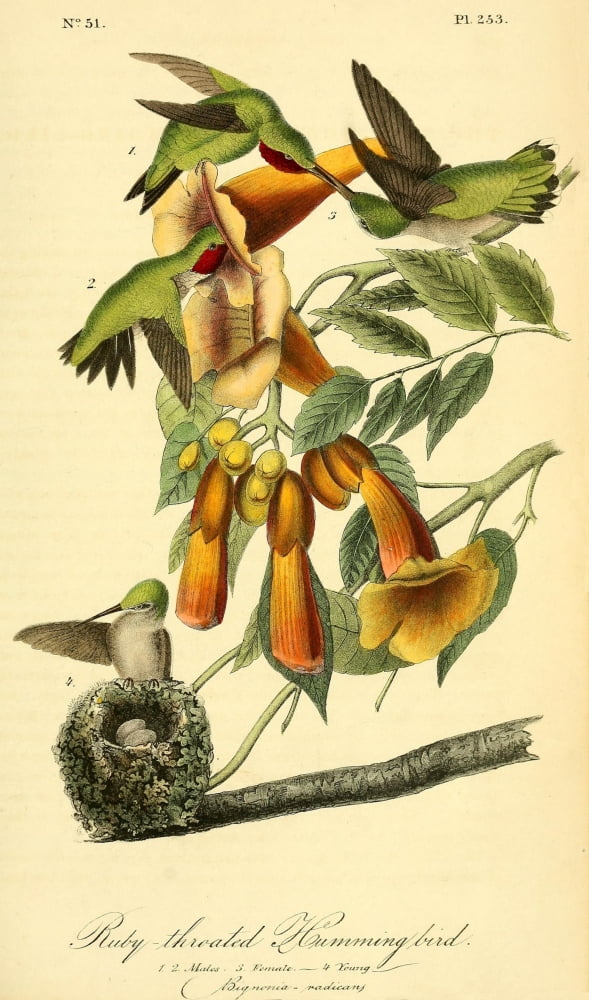 Birds of America 1844 Ruby-throated Humming Bird Canvas Art - JJ Audubon (24 x 36)