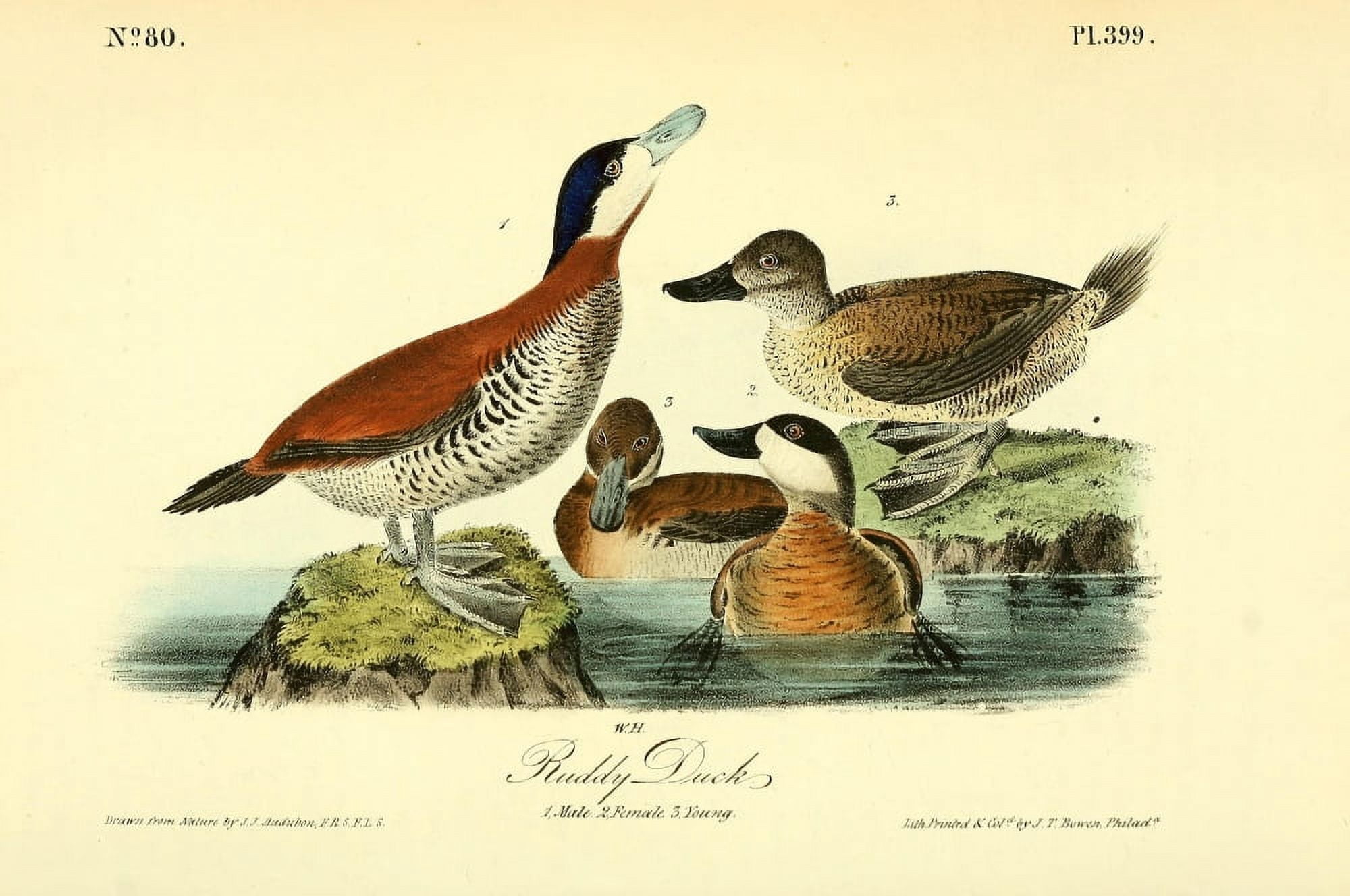 Birds of America 1844 Ruddy Duck Canvas Art - JJ Audubon (18 x 24)