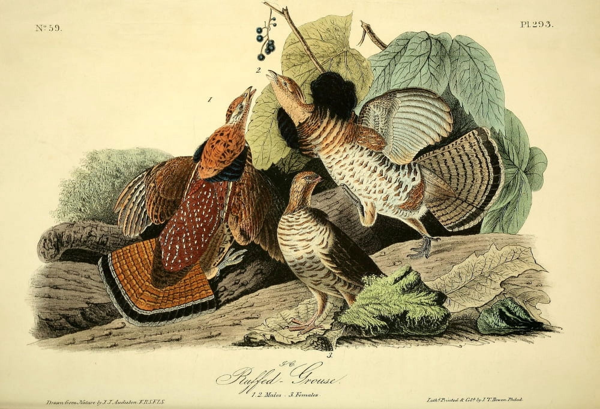 Birds of America 1844 Ruffed Grouse Canvas Art - JJ Audubon (24 x 36)